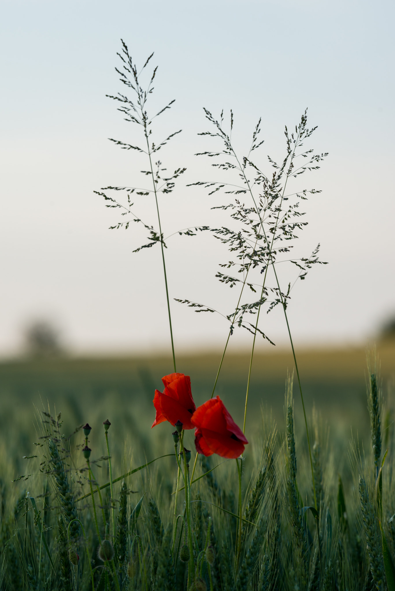 Nikon AF-S Nikkor 200mm F2G ED-IF VR sample photo. Poppy photography