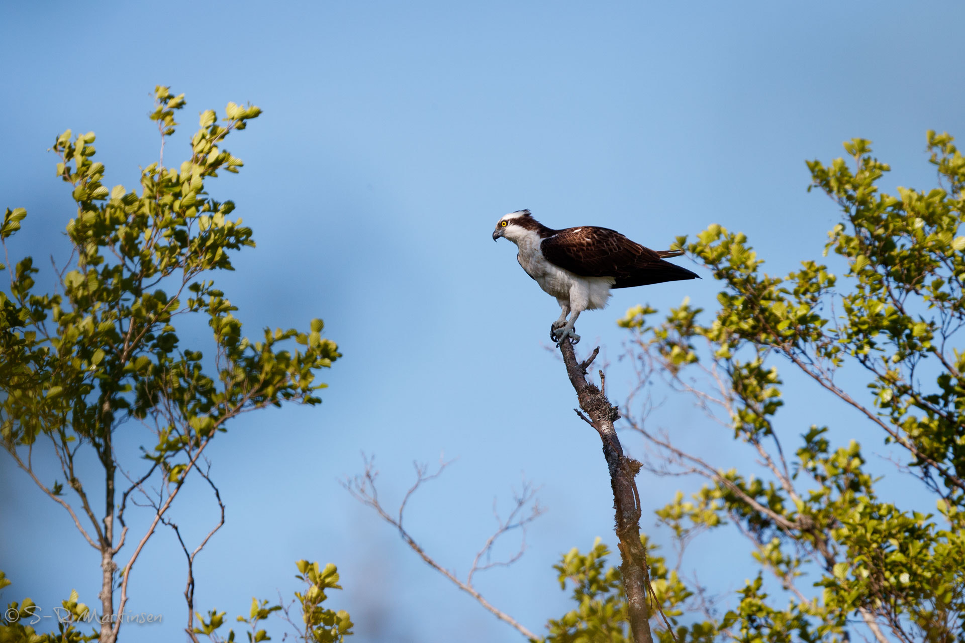 Canon EF 300mm F2.8L IS USM sample photo. Osprey photography