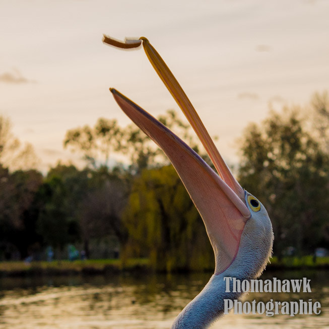 Pentax smc DA 55-300mm F4.0-5.8 ED sample photo. Pelican photography
