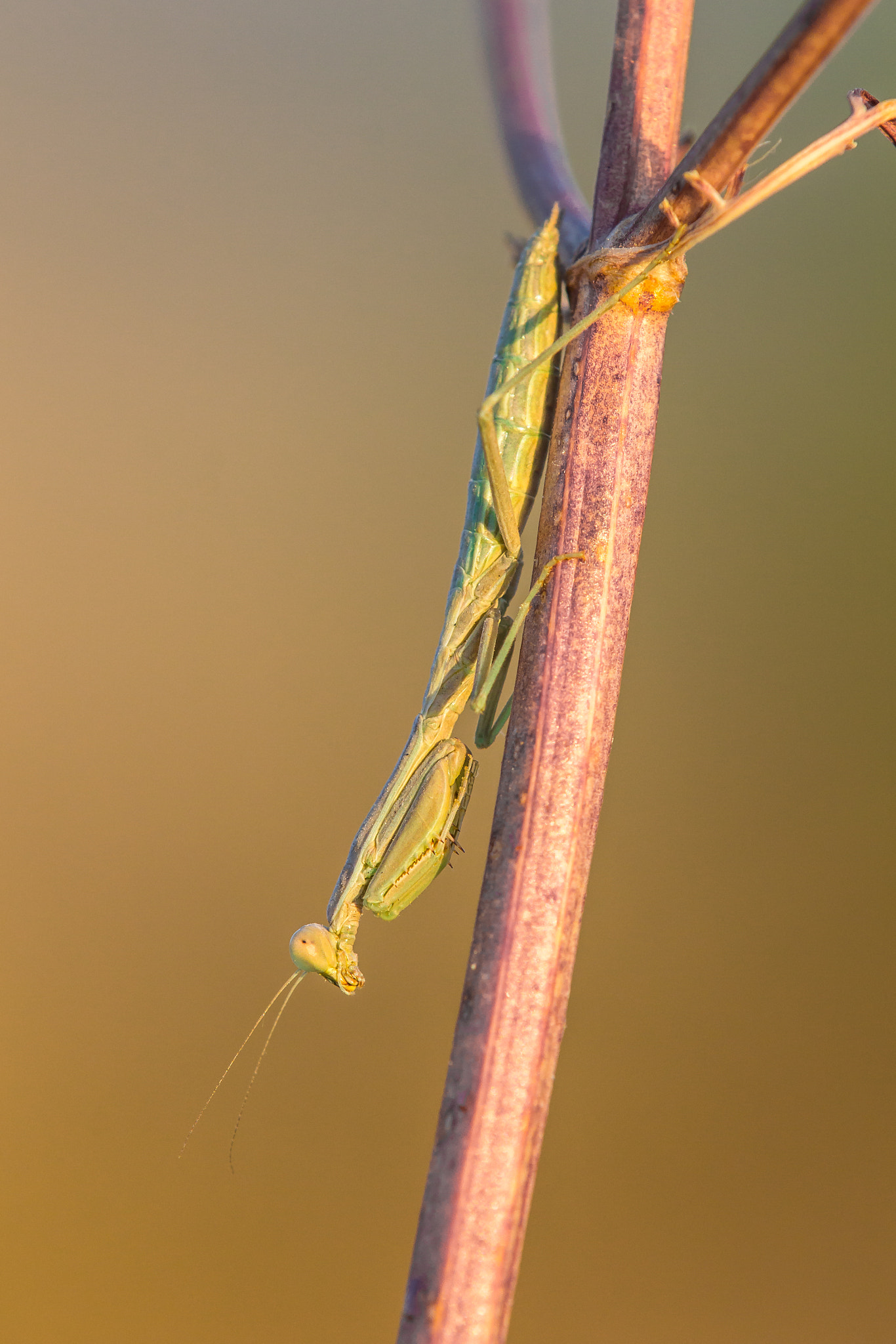 Tamron SP AF 180mm F3.5 Di LD (IF) Macro sample photo. Mantis photography