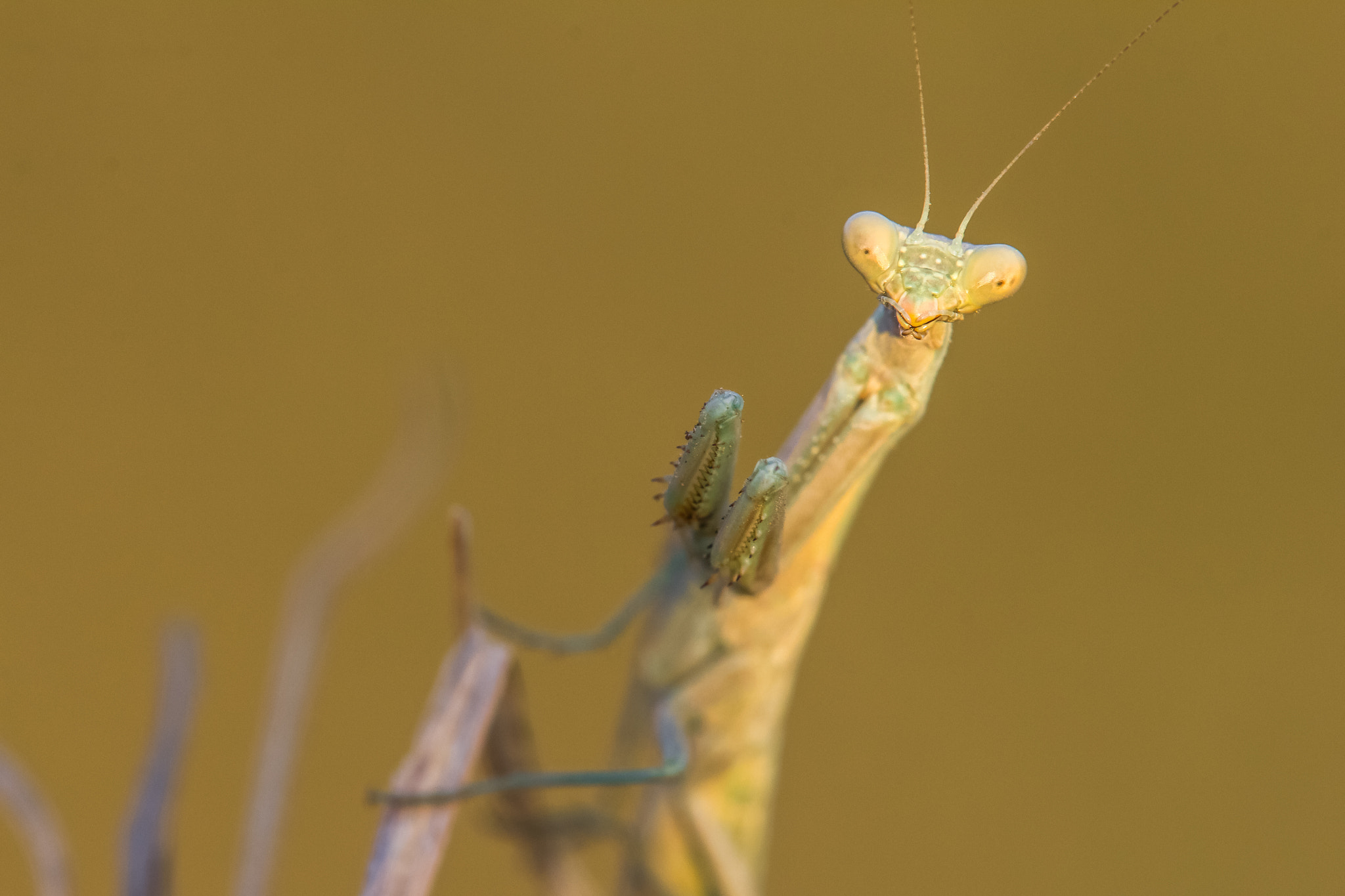 Tamron SP AF 180mm F3.5 Di LD (IF) Macro sample photo. Mantis photography