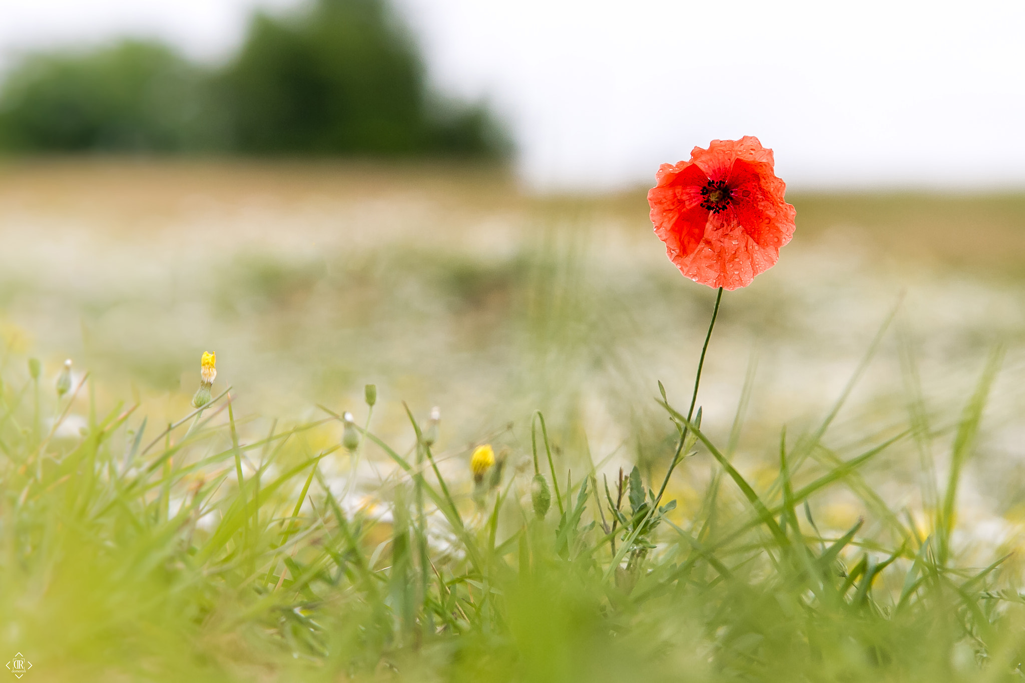 Sigma APO 50-150mm f/2.8 [II] EX DC HSM sample photo. Lone poppy photography