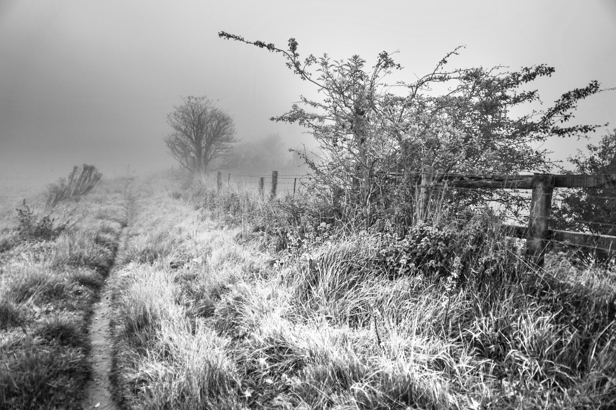 Sony DT 18-200mm F3.5-6.3 sample photo. Into the mist photography