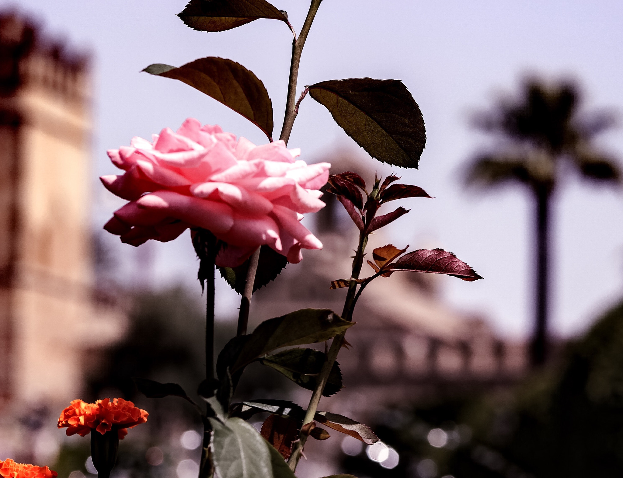 Canon EF75-300mm f/4-5.6 sample photo. Scent of andalucia photography