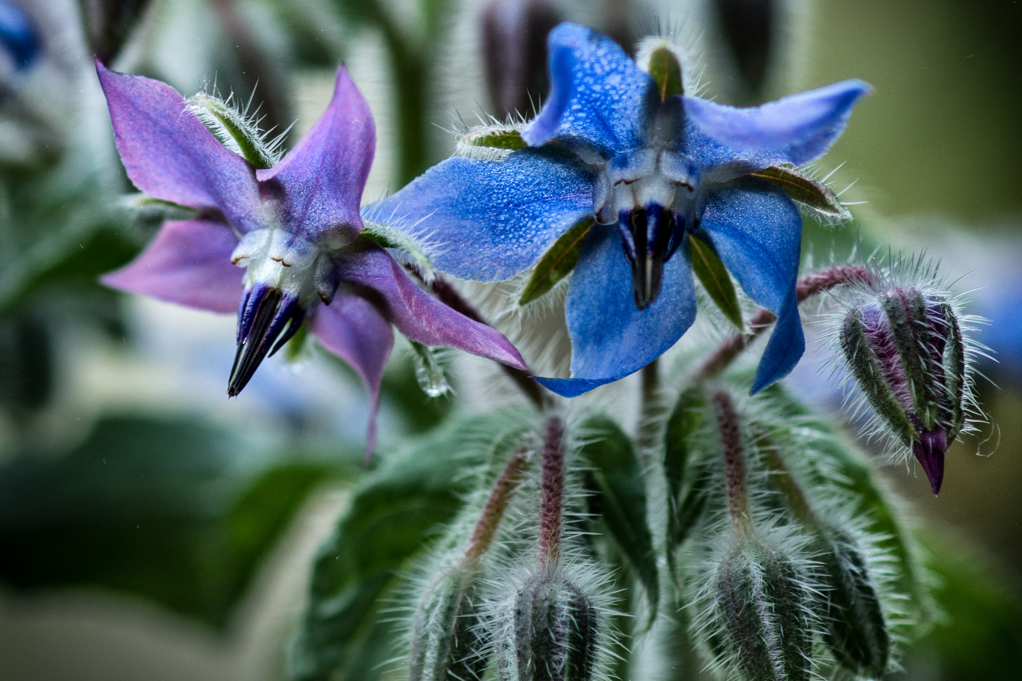 Sony SLT-A77 + Sony 100mm F2.8 Macro sample photo. Fleur de bourrache photography