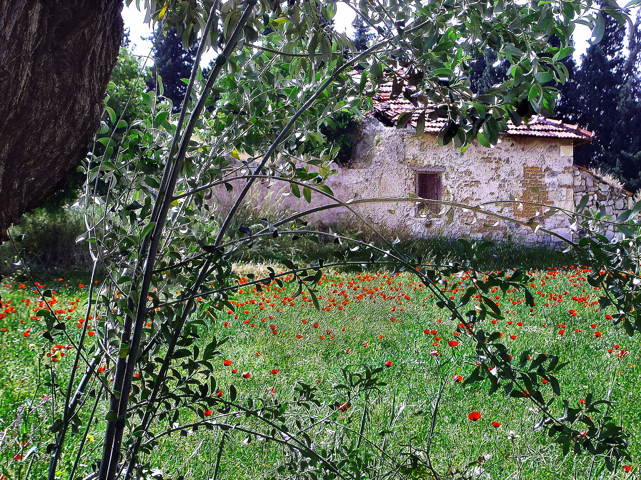 Sony DSC-P73 sample photo. Old foça house in nature photography