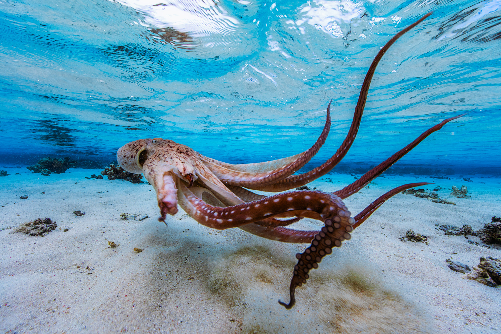 Canon EOS 5DS + Canon EF 14mm F2.8L II USM sample photo. Lagoon octopus photography