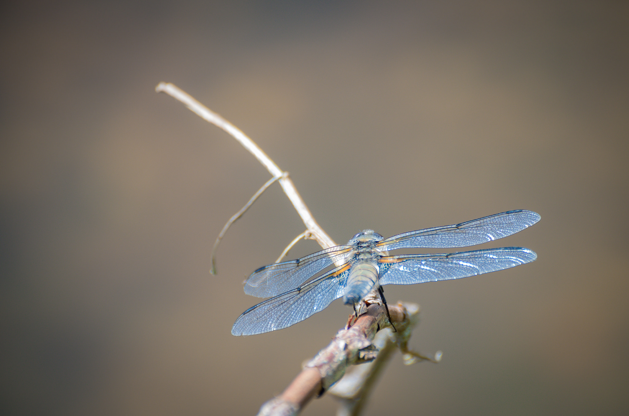 Pentax K-5 II sample photo. A guest in by garden photography