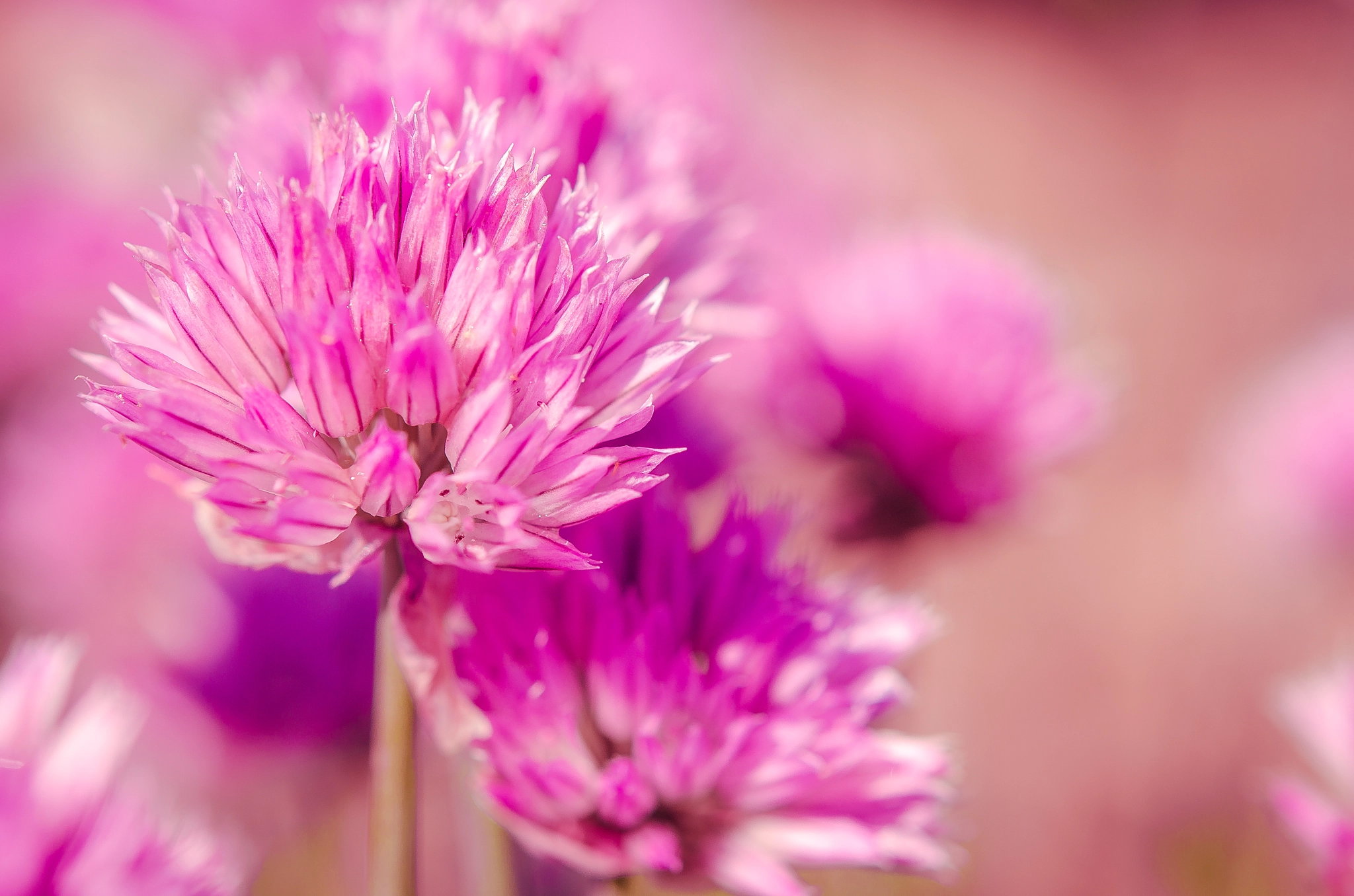 Nikon AF-S Micro-Nikkor 60mm F2.8G ED sample photo. Pink flowers photography