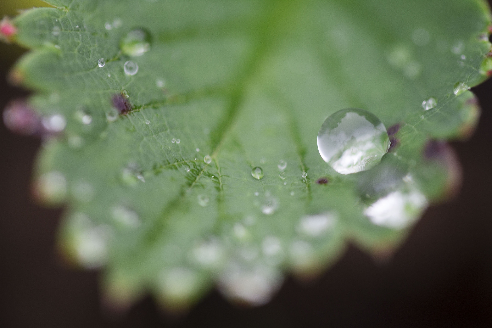 Tamron SP AF 60mm F2 Di II LD IF Macro sample photo. The big one photography