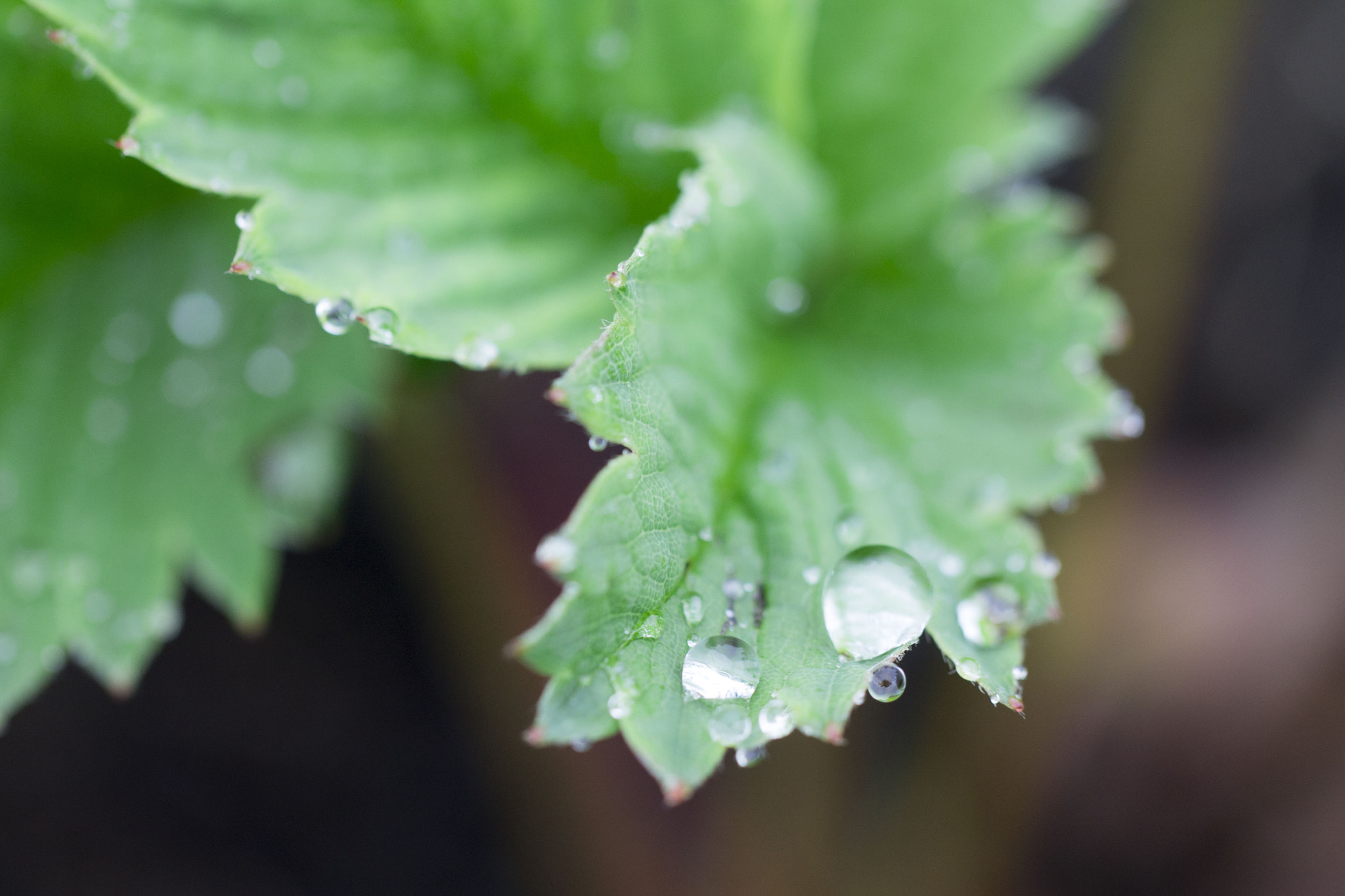 Tamron SP AF 60mm F2 Di II LD IF Macro sample photo. Waterdrops photography