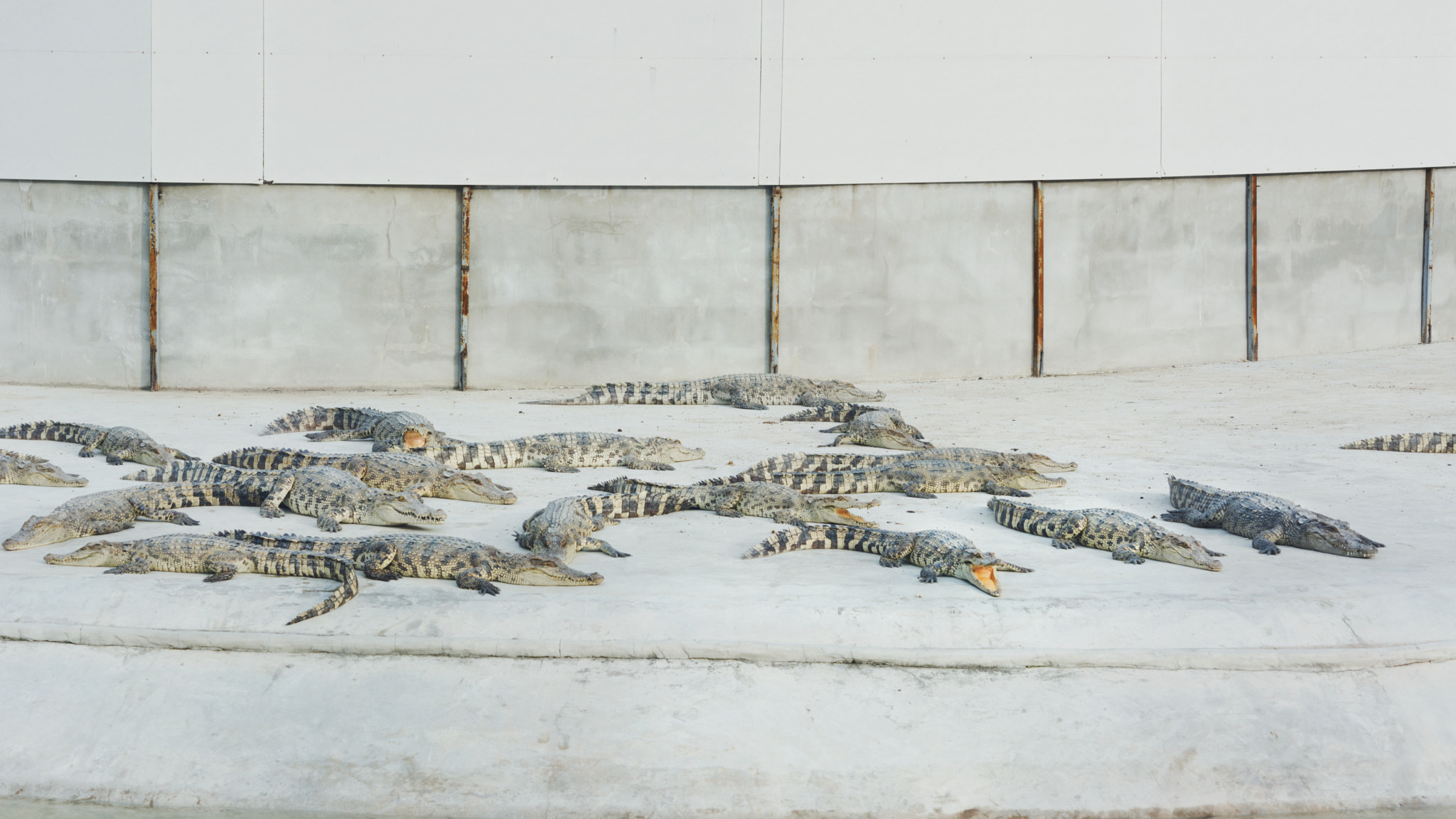 Nikon AF-S Micro-Nikkor 60mm F2.8G ED sample photo. Alligators photography