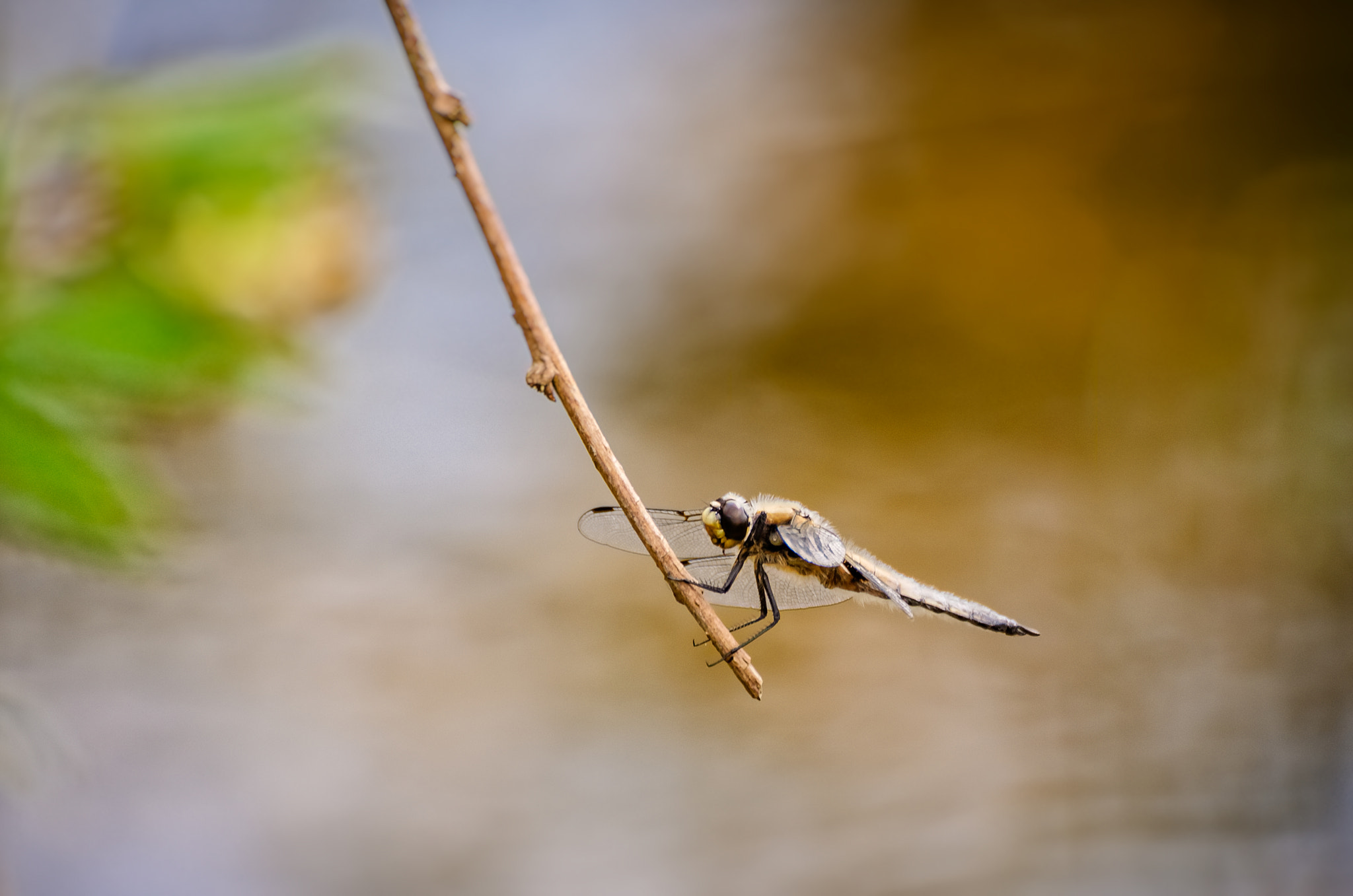 Sigma 70-300mm F4-5.6 DG OS sample photo. Beautiful creatures photography