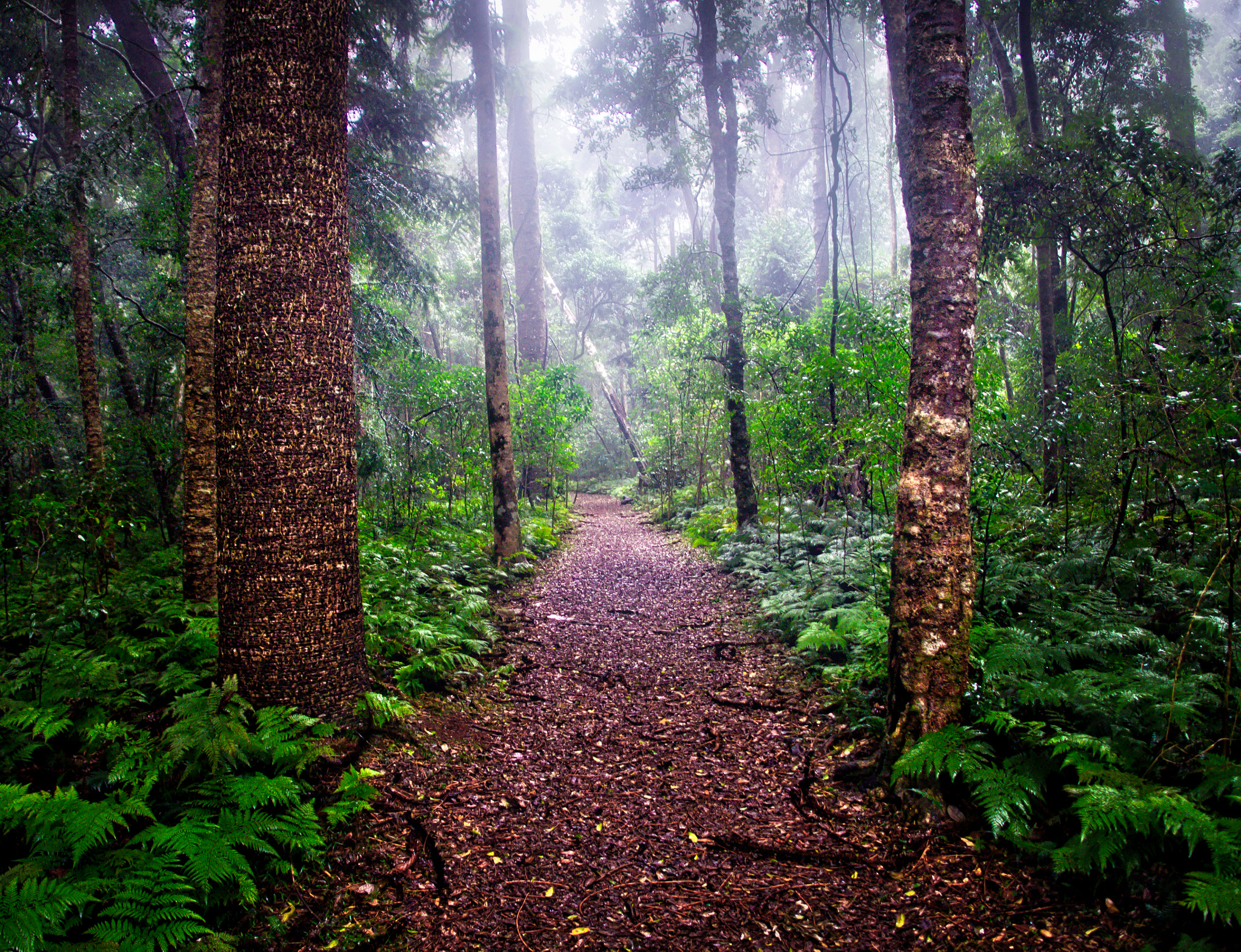 Olympus PEN E-P5 + OLYMPUS M.12mm F2.0 sample photo. Bunya mountains photography