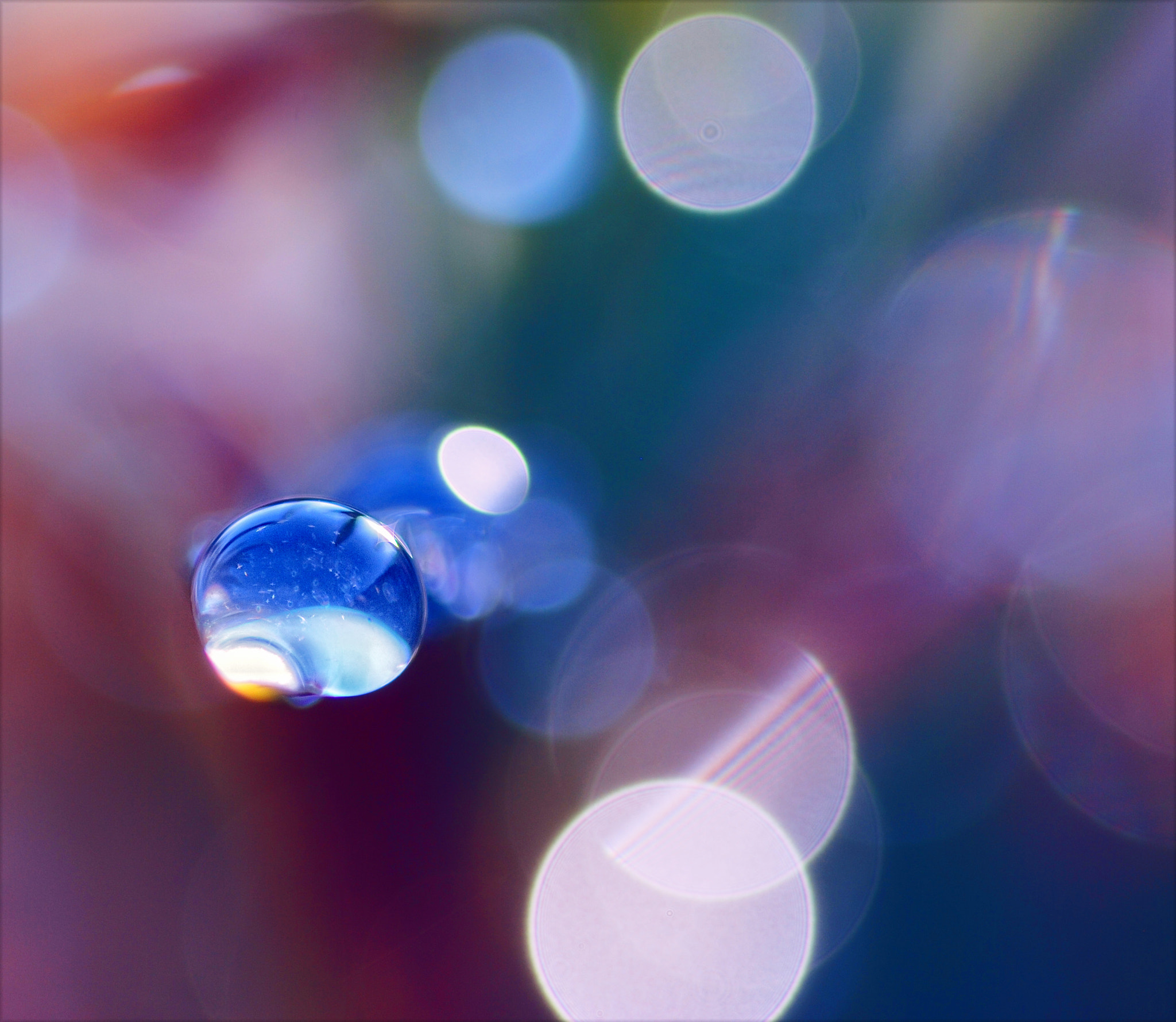 Nikon D80 + Sigma 105mm F2.8 EX DG Macro sample photo. Lucid dream photography