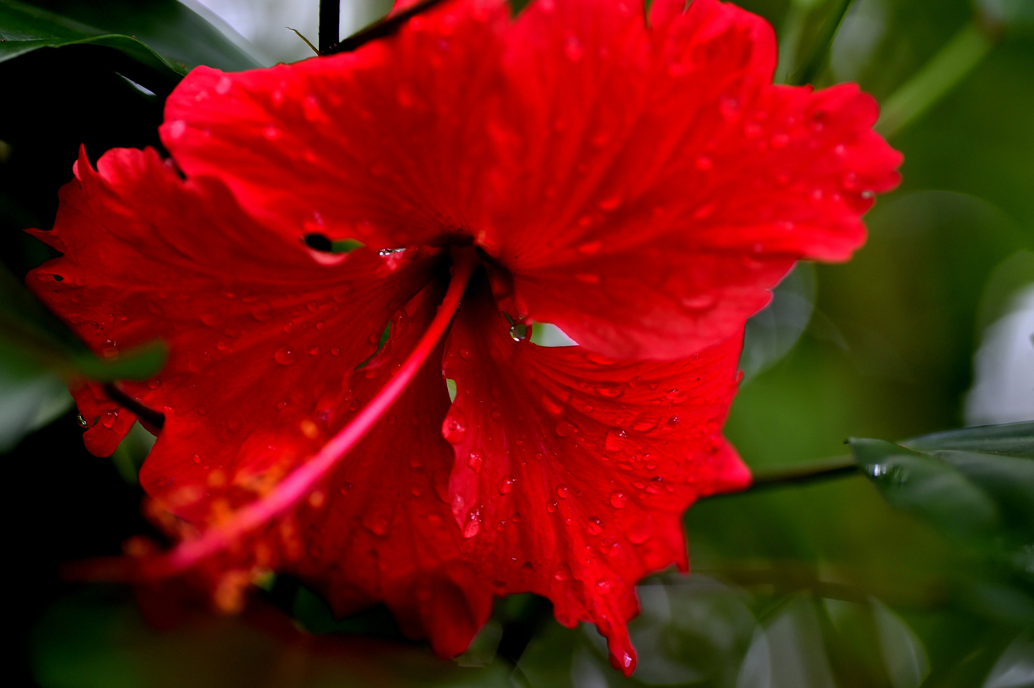 Nikon D4S sample photo. Chinese hibiscus photography