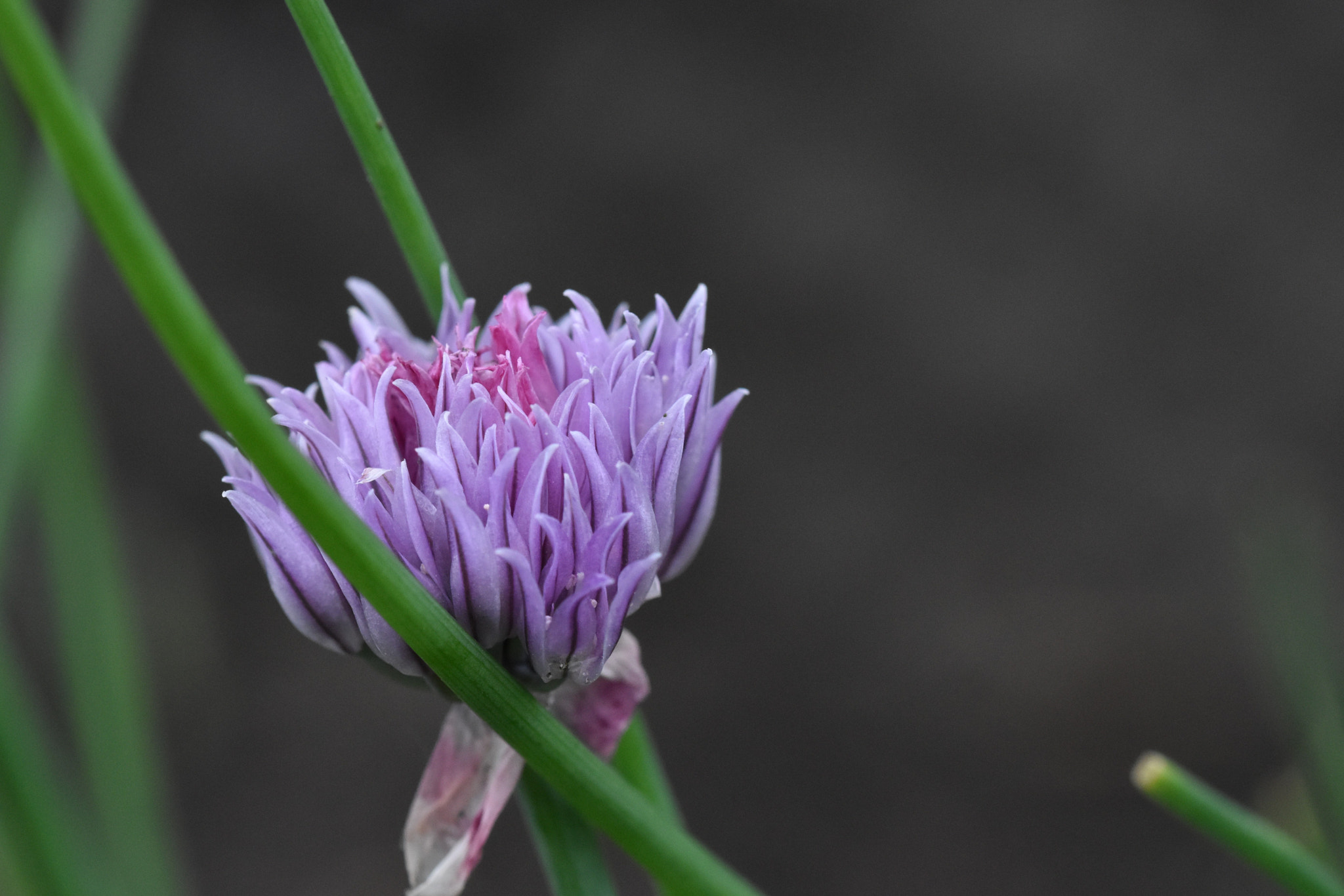 Sigma 105mm F2.8 EX DG OS HSM sample photo. Blossom of a chive photography