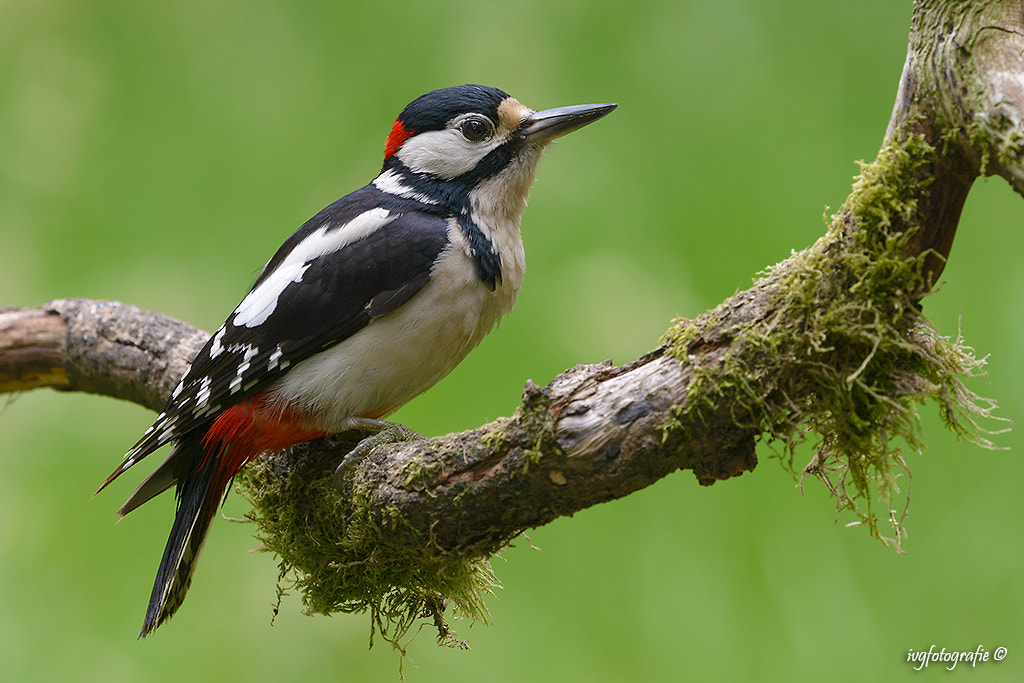 Nikon D610 + Nikon AF-S Nikkor 500mm F4G ED VR sample photo. Great spotted woodpecker photography