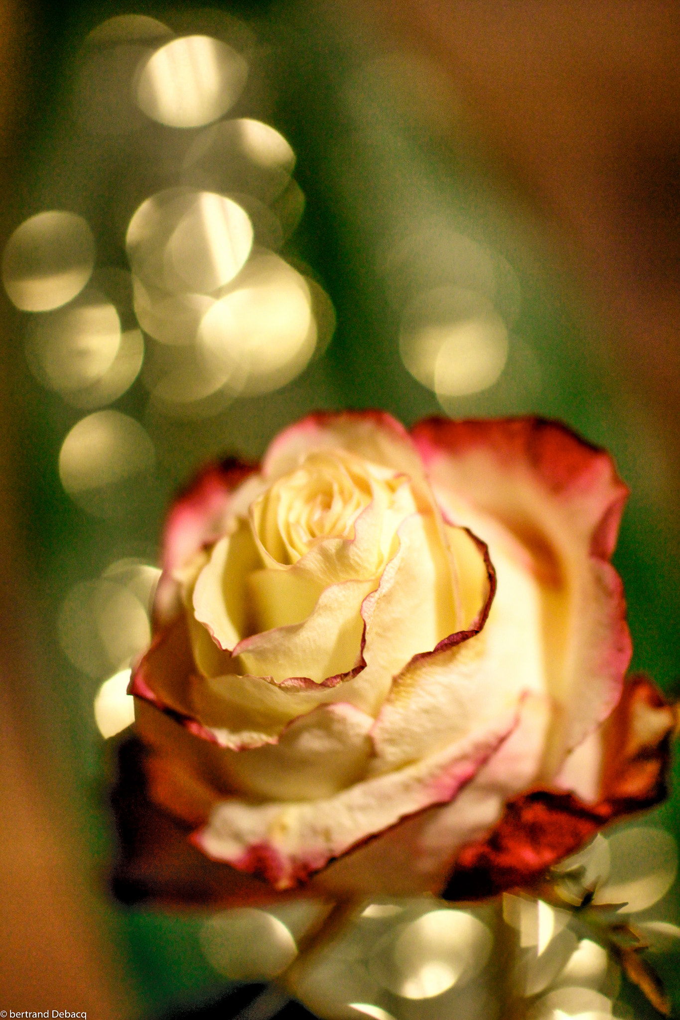 Tamron SP AF 60mm F2 Di II LD IF Macro sample photo. Une rose pour un meurtre en norvege photography