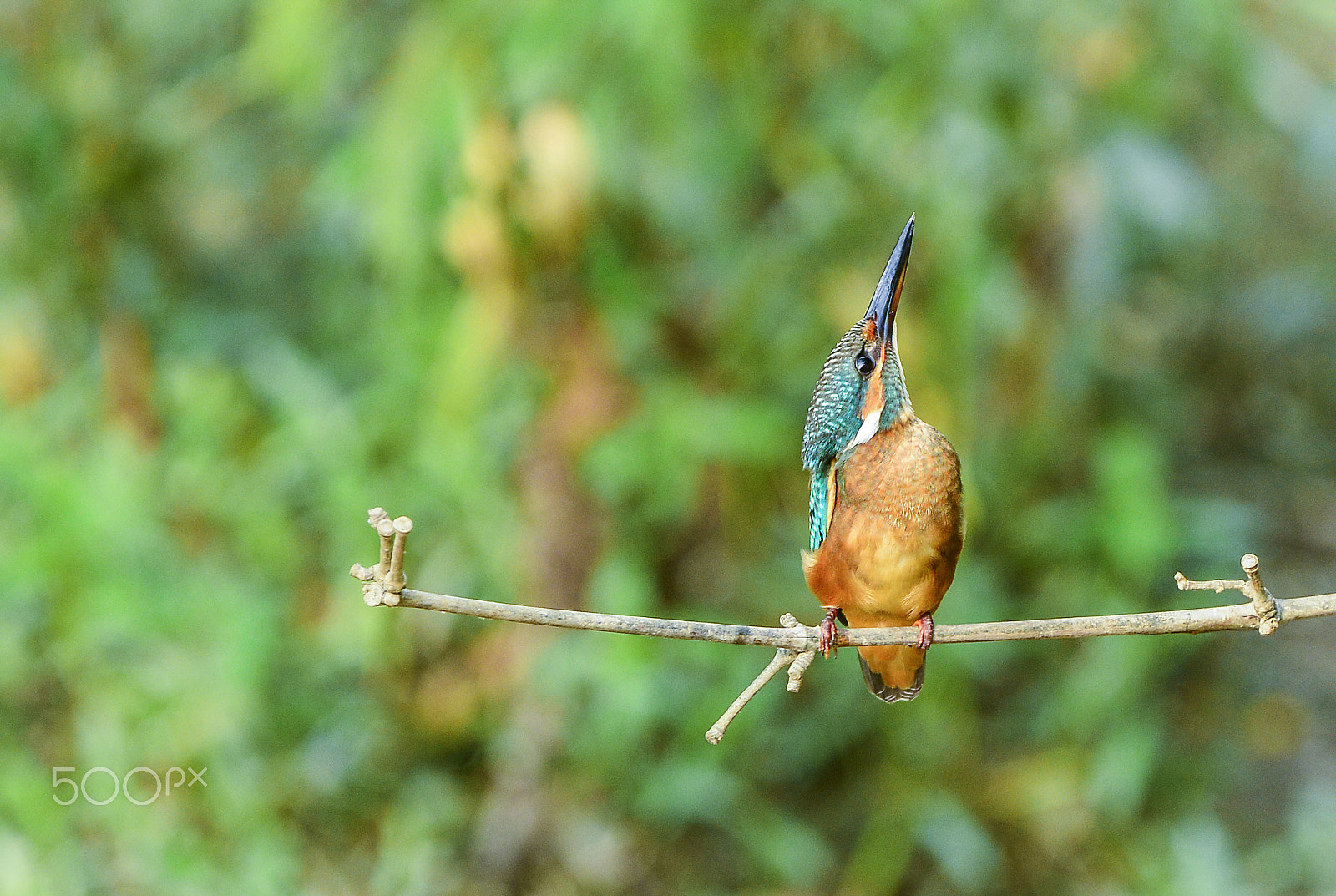 Nikon Nikkor AF-S 300mm F4E PF ED VR sample photo. Common kingfisher photography
