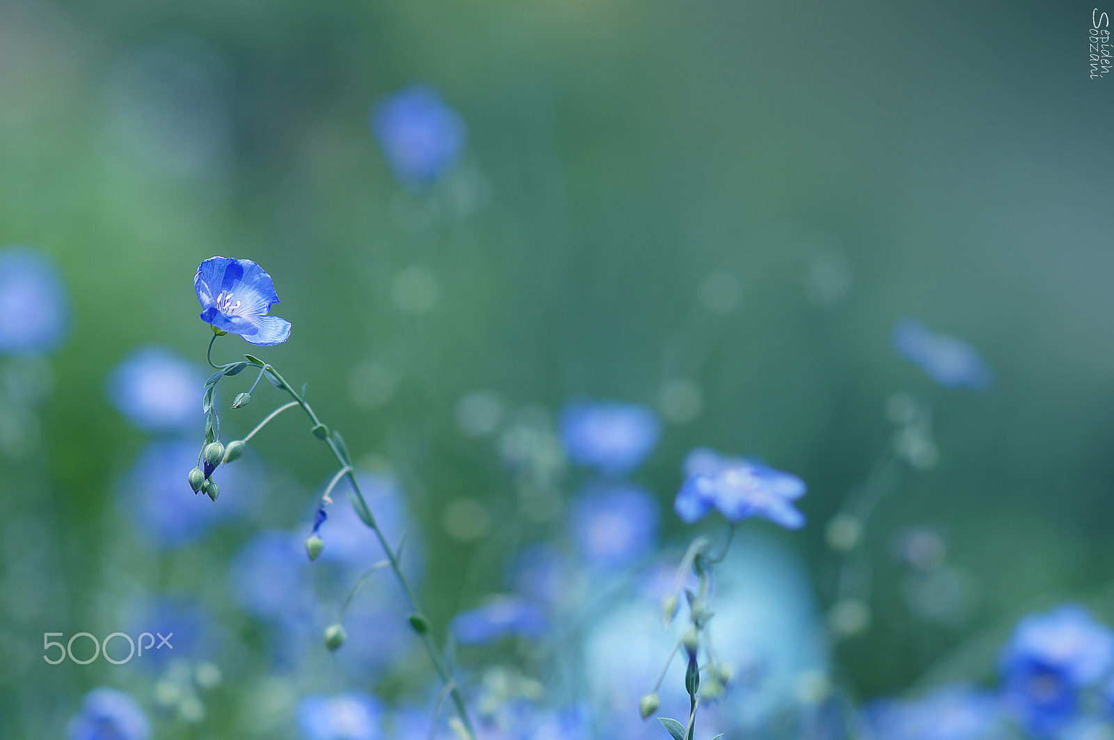 Tamron SP AF 90mm F2.8 Di Macro sample photo. Dancing blue photography