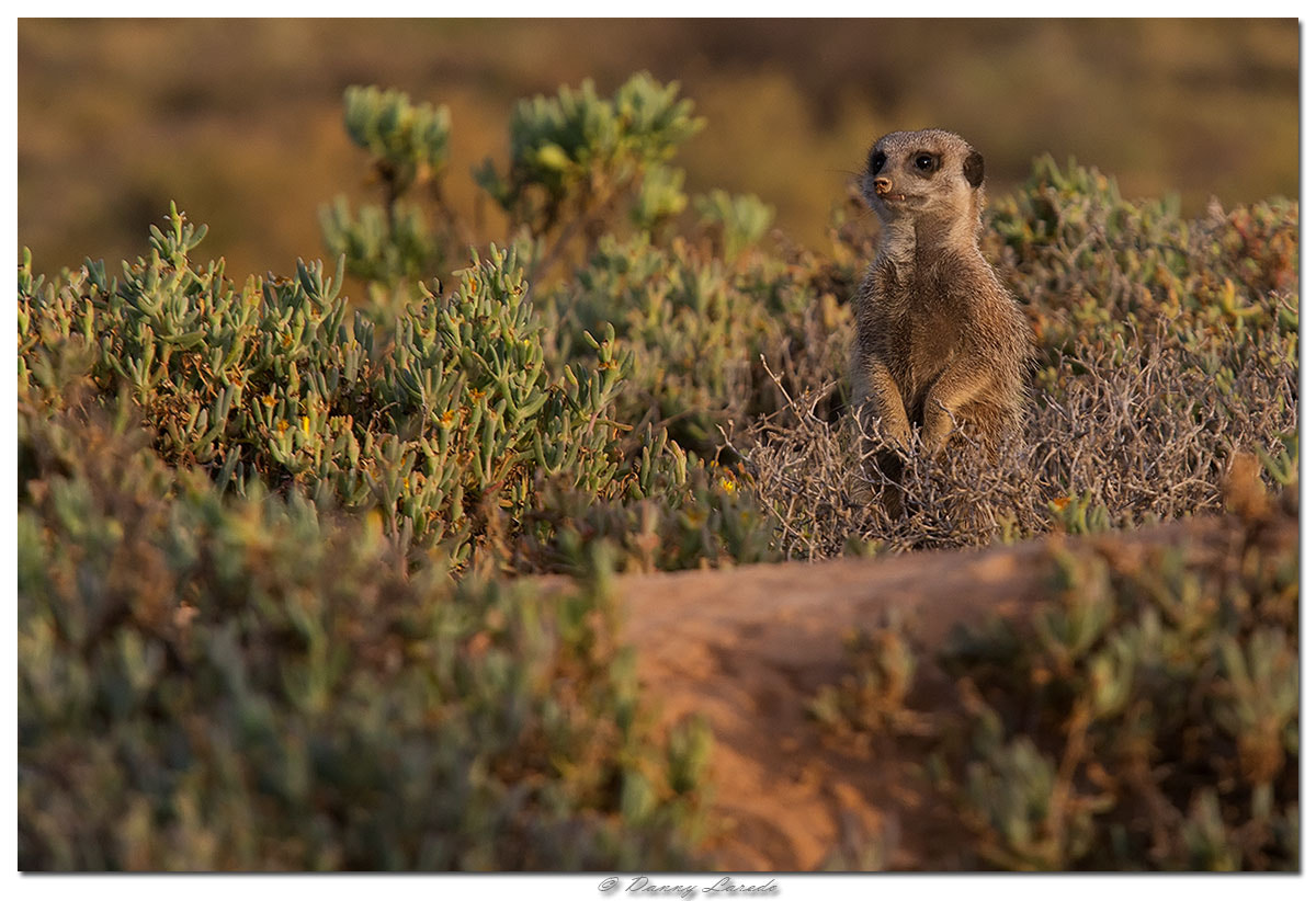 Canon EF 70-200mm F2.8L USM sample photo. Meerkat photography