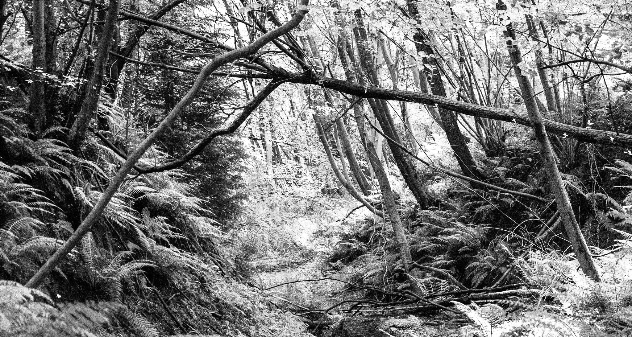 Sony DT 18-200mm F3.5-6.3 sample photo. Into the woods photography