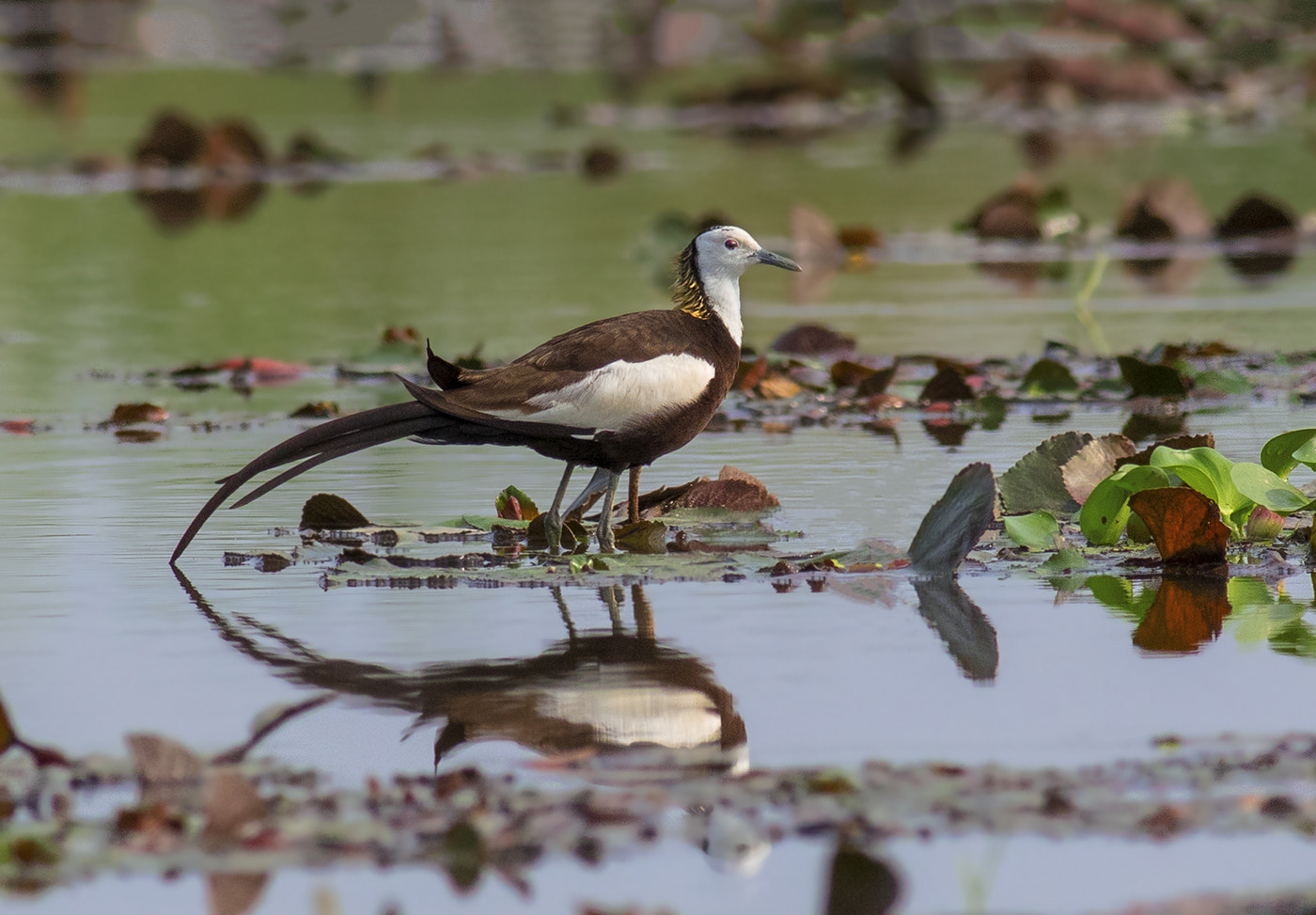 Canon EOS 7D Mark II + Canon EF 400mm F5.6L USM sample photo. Pheasant tailed jacana photography