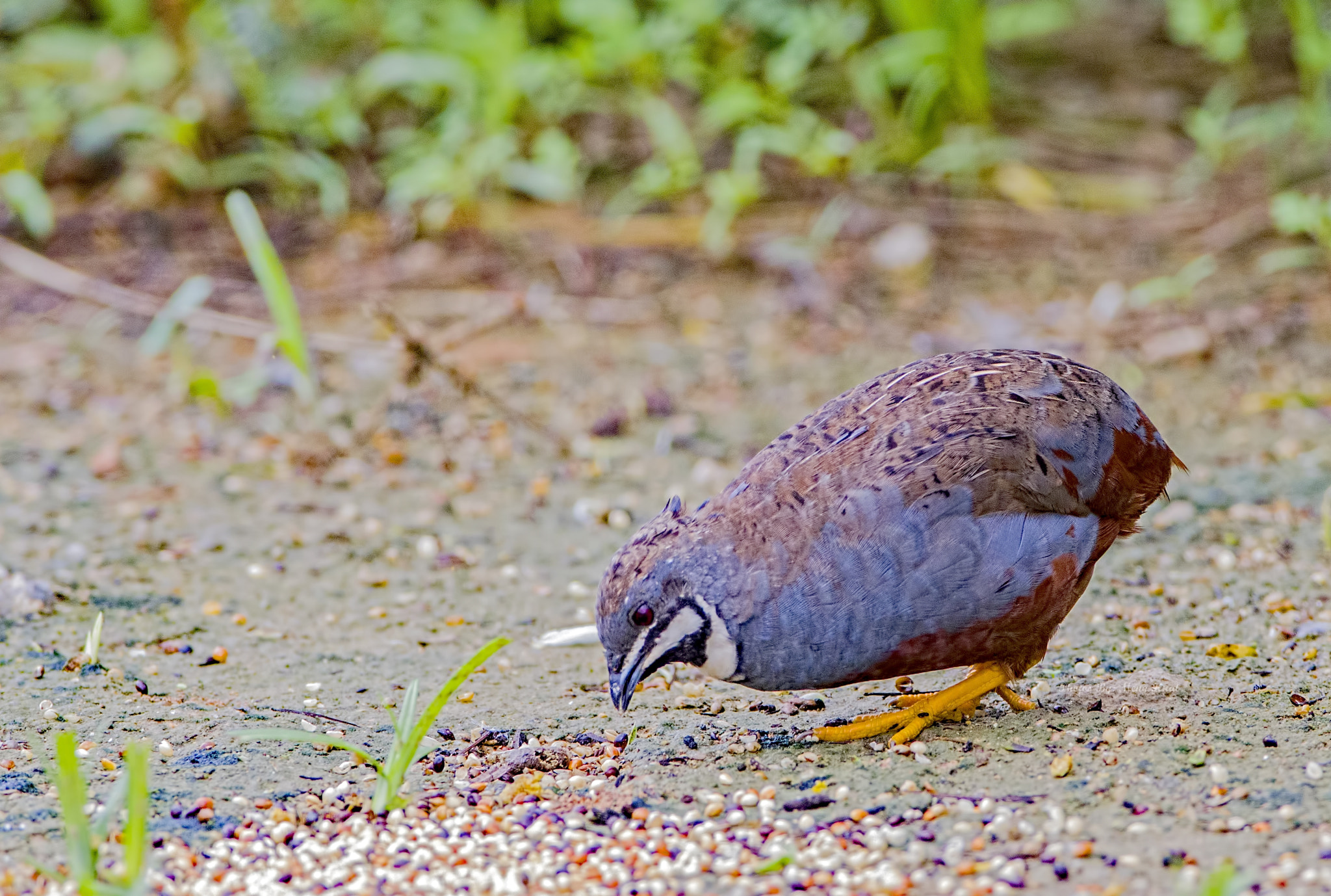 Canon EF 600mm f/4L IS sample photo. King quail photography