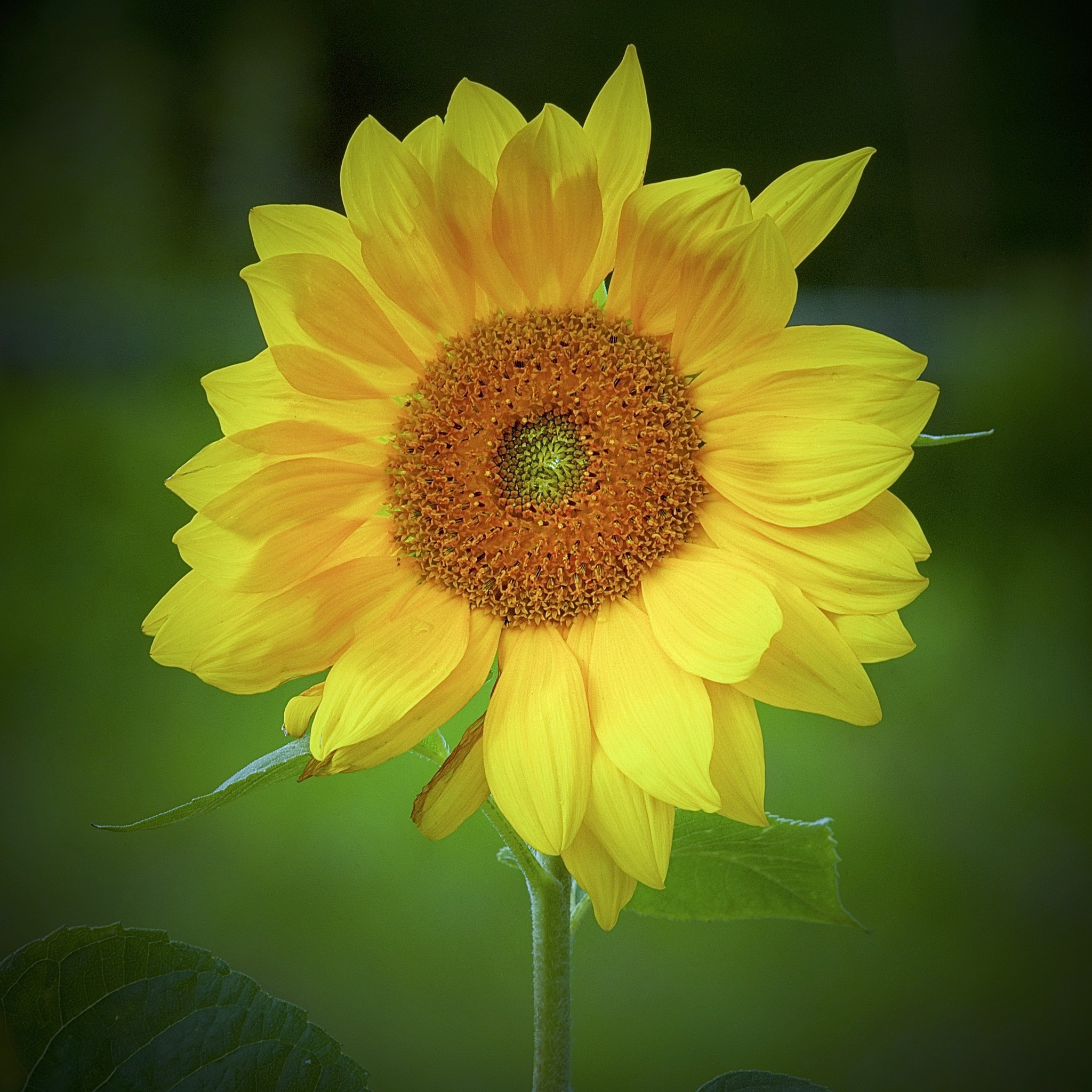 Canon EF 300mm F2.8L IS USM sample photo. Sunflower. photography