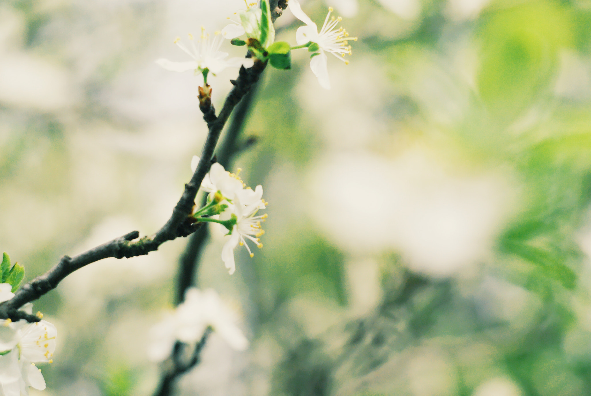 Sony Alpha DSLR-A300 + Minolta AF 50mm F1.7 sample photo. The atmosphere of spring photography