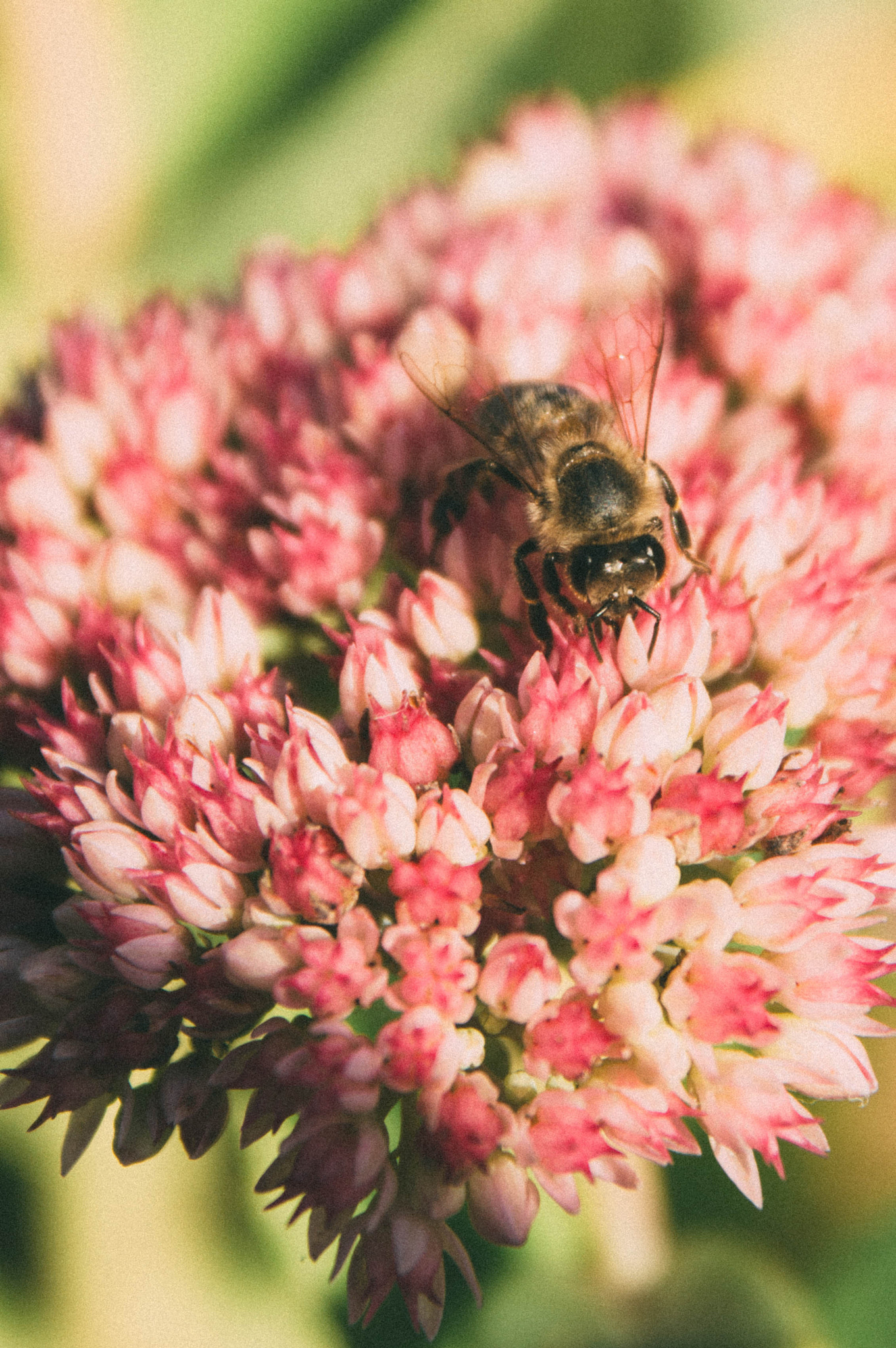 Sigma 17-70mm F2.8-4 DC Macro OS HSM sample photo. Bee photography
