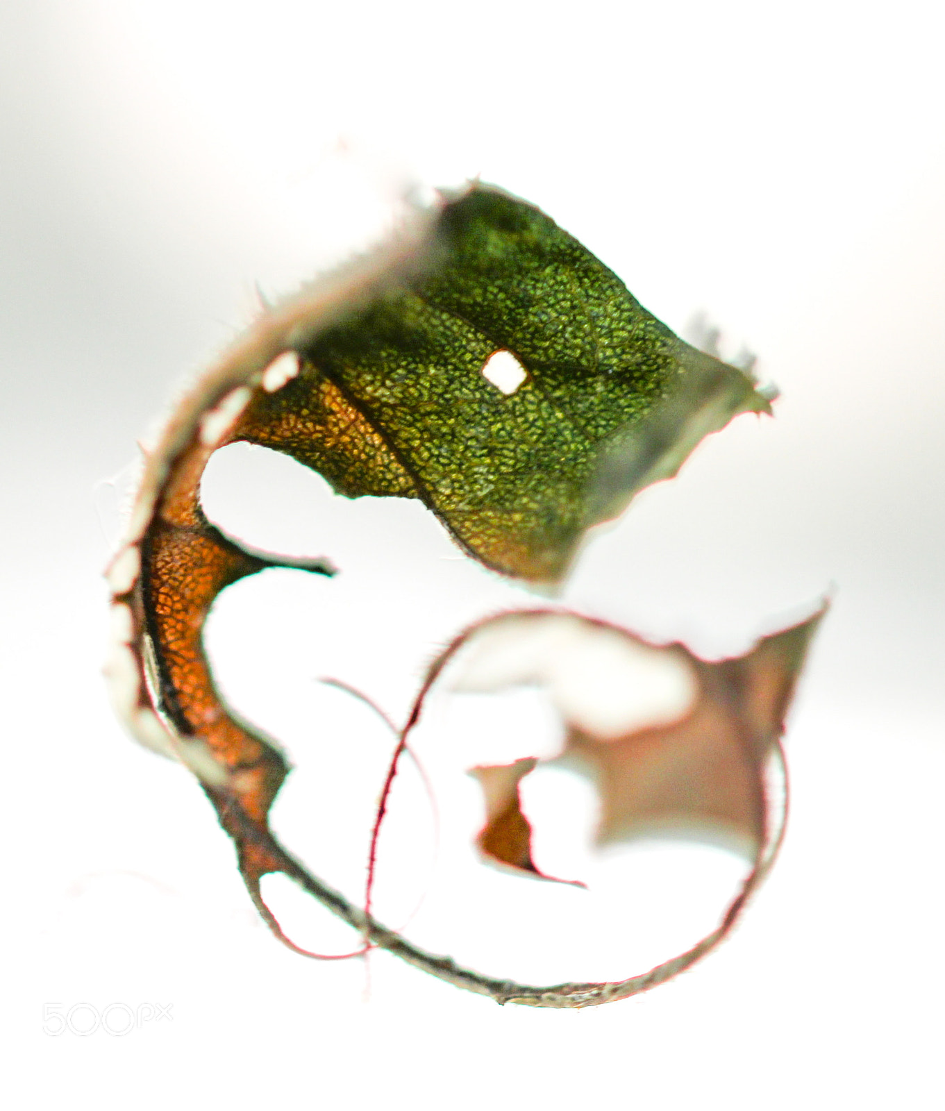 Sigma 105mm F2.8 EX DG OS HSM sample photo. Dragon photography