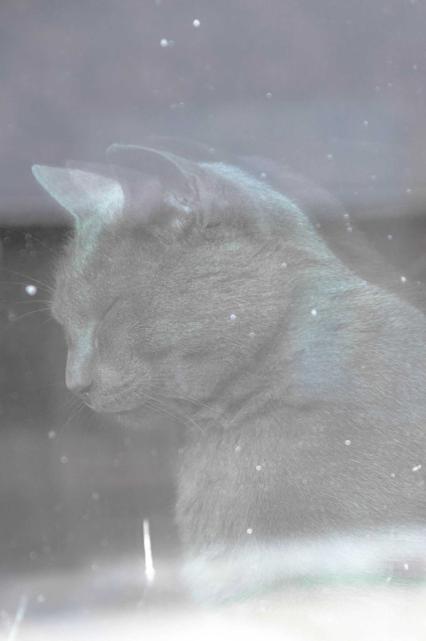 Sigma 17-70mm F2.8-4 DC Macro OS HSM sample photo. Reflection of a cat photography