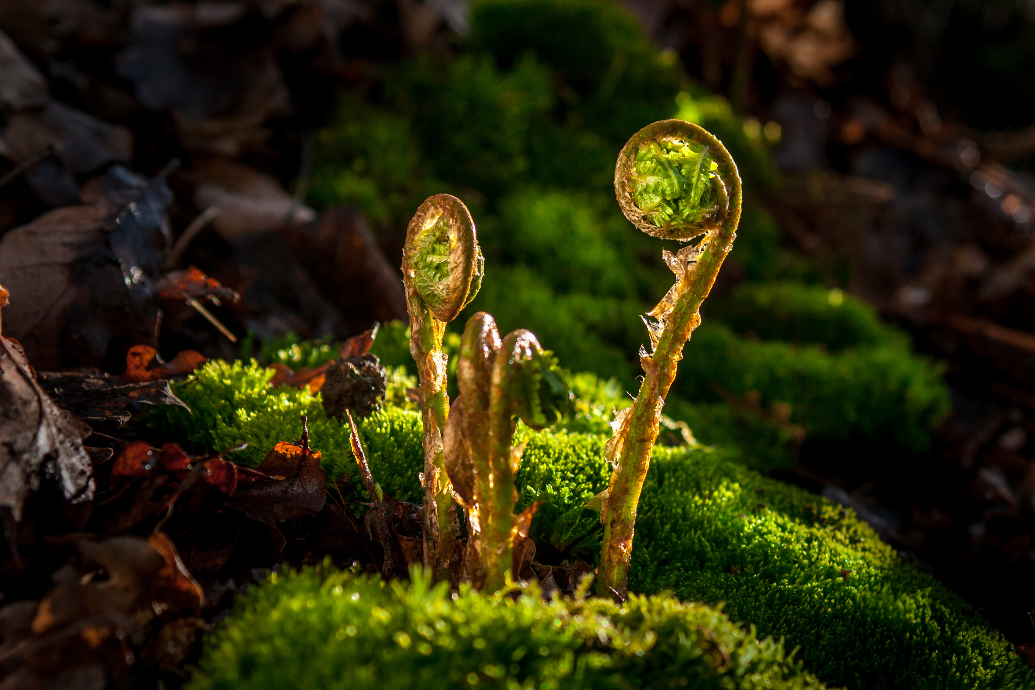 Canon EF 28-90mm f/4-5.6 USM sample photo. Still life in the forest. photography