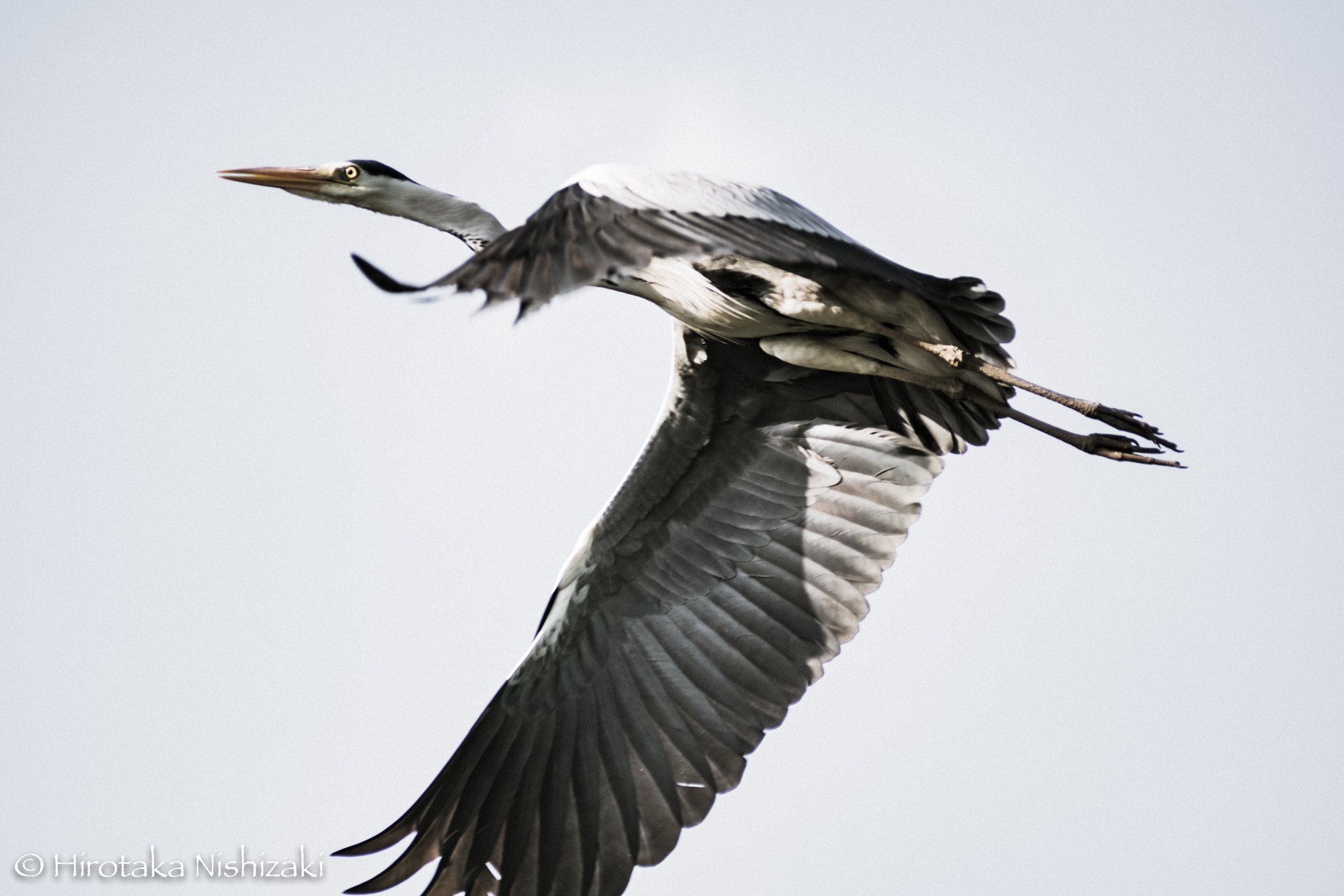 AF Zoom-Nikkor 80-200mm f/2.8 ED sample photo. Heron photography
