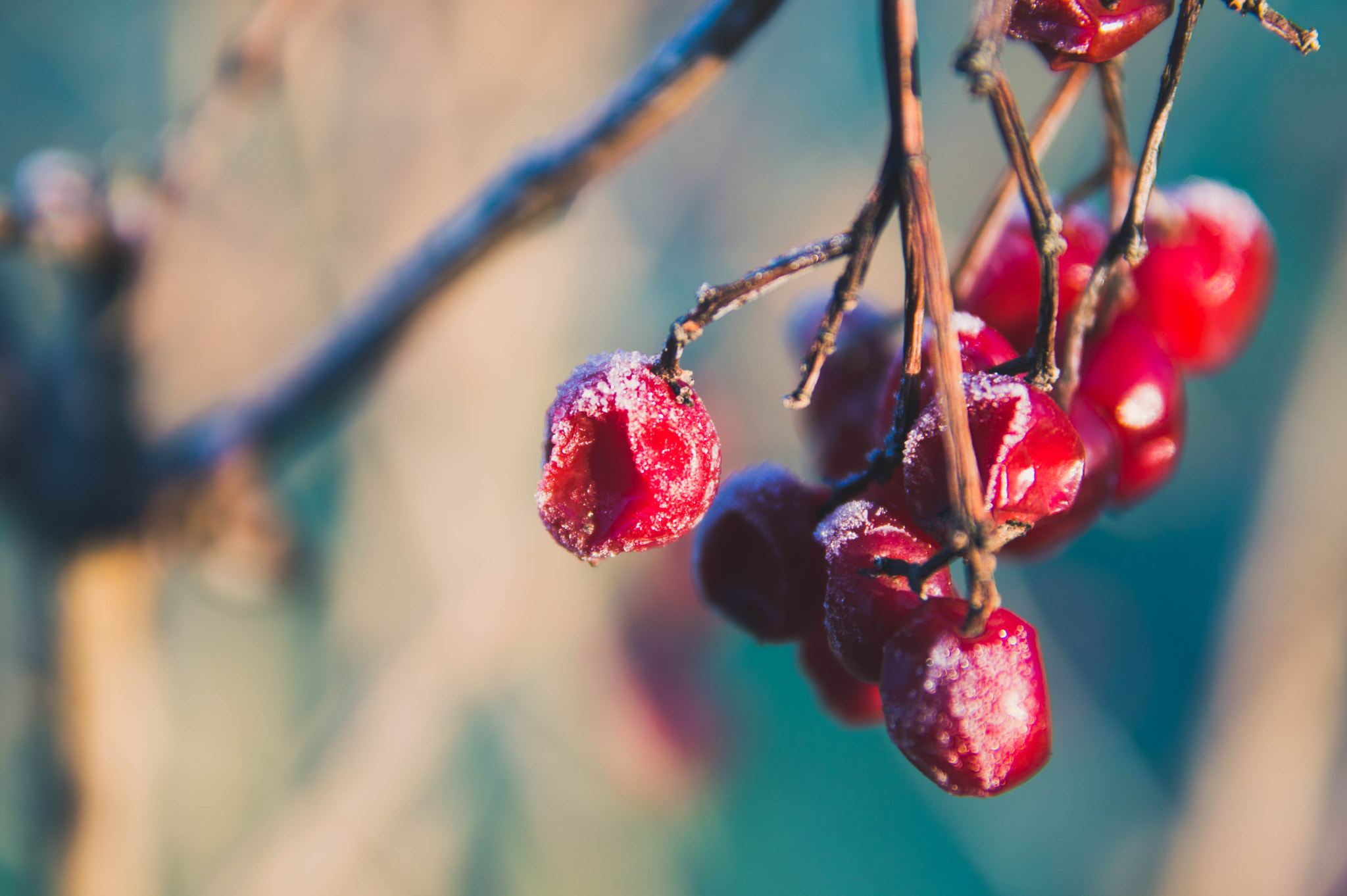 Sigma 17-70mm F2.8-4 DC Macro OS HSM sample photo. Withstanding the cold photography