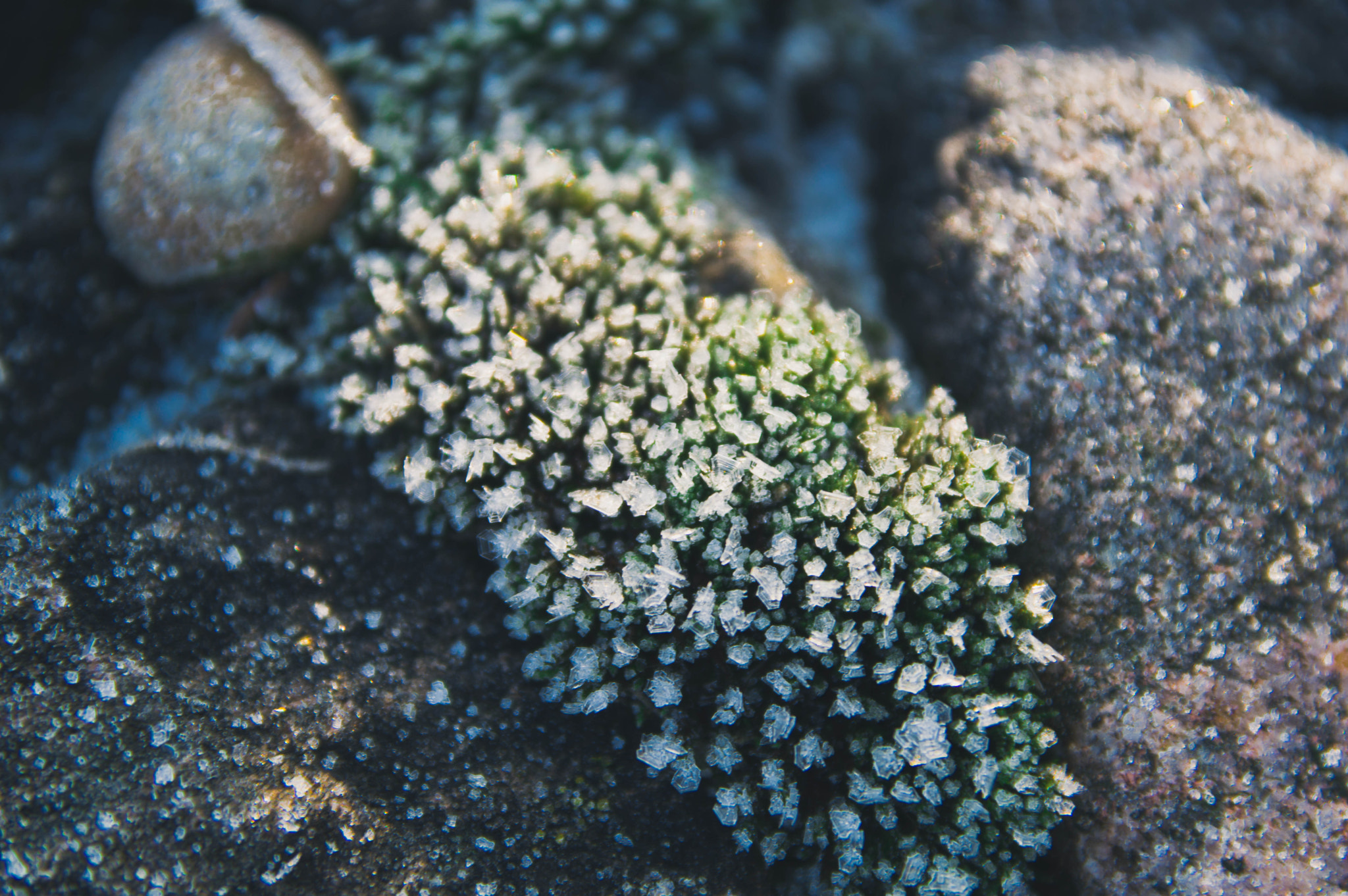 Sigma 17-70mm F2.8-4 DC Macro OS HSM sample photo. Frosty moss photography