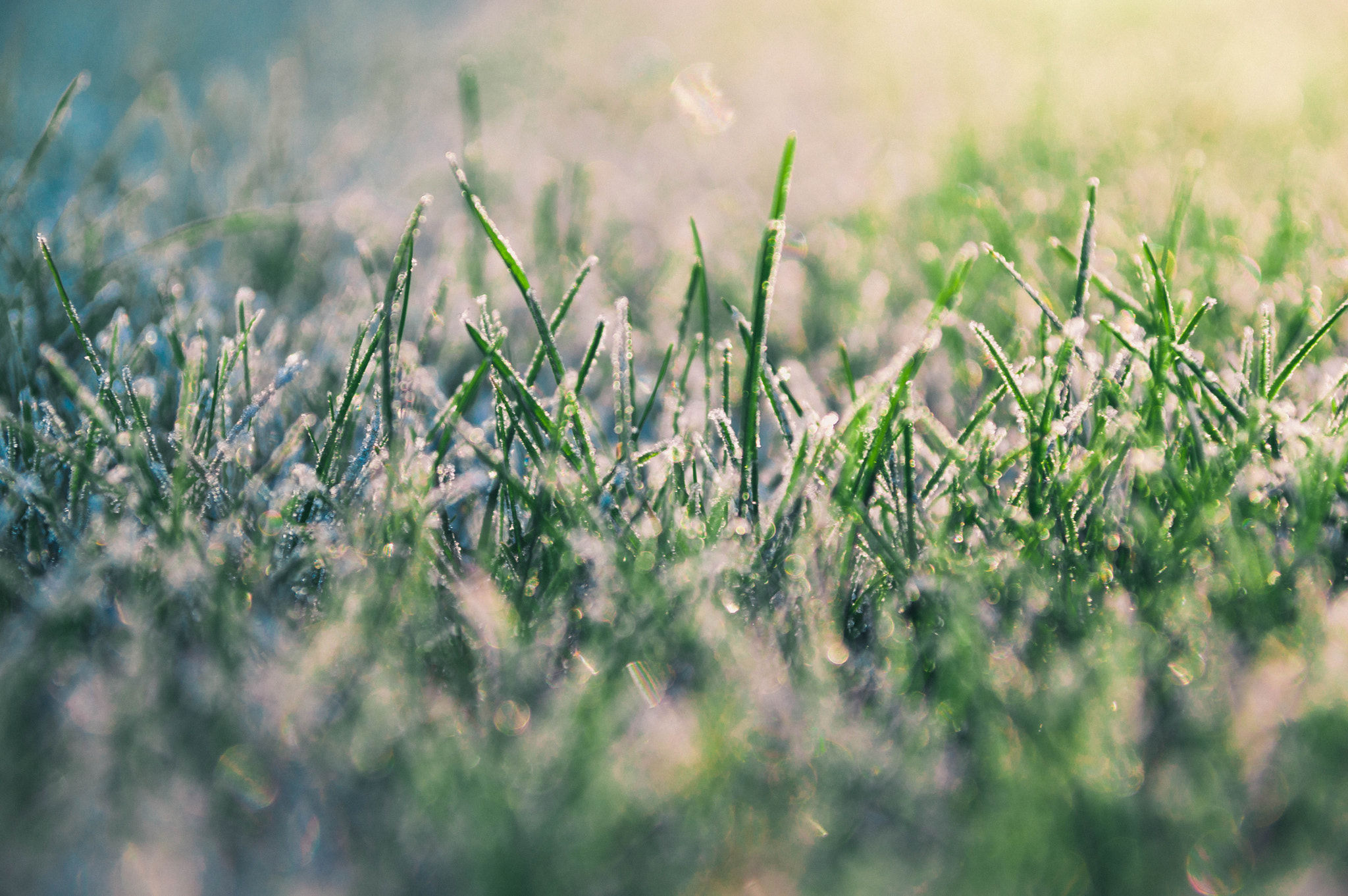 Sigma 17-70mm F2.8-4 DC Macro OS HSM sample photo. Morning frost photography