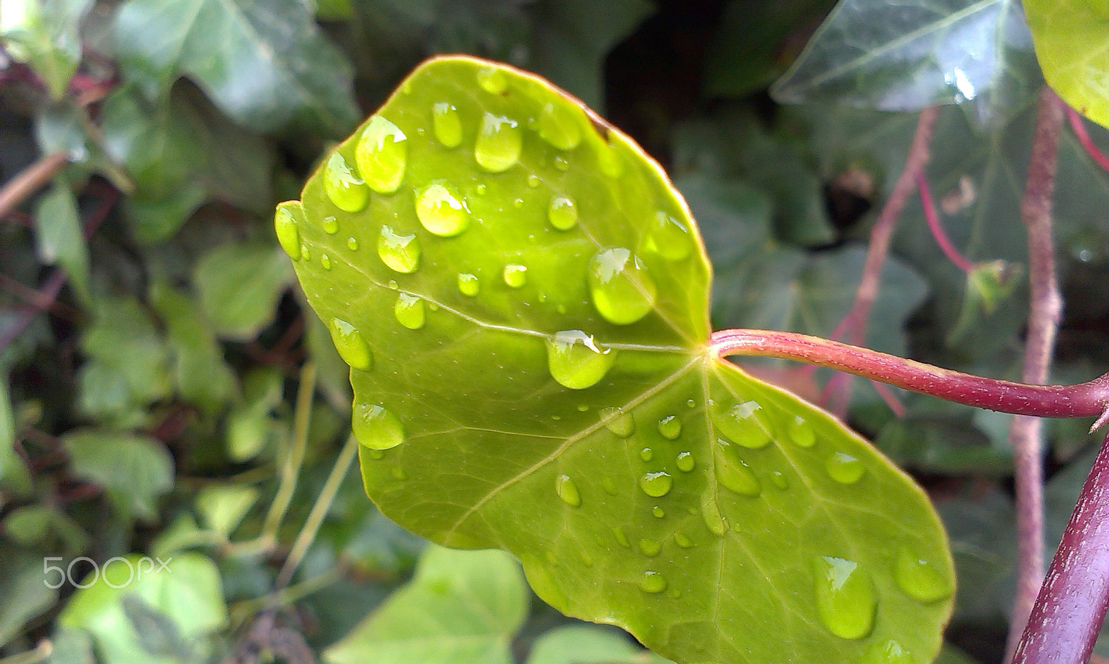 HTC DESIRE X sample photo. Green water paper photography