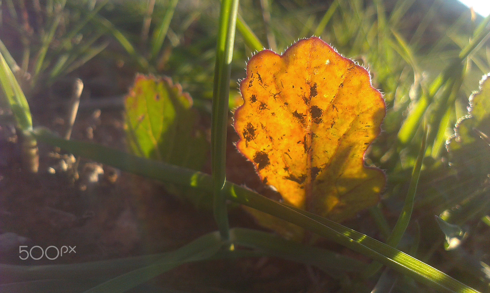 HTC DESIRE X sample photo. Paradise sunrise photography