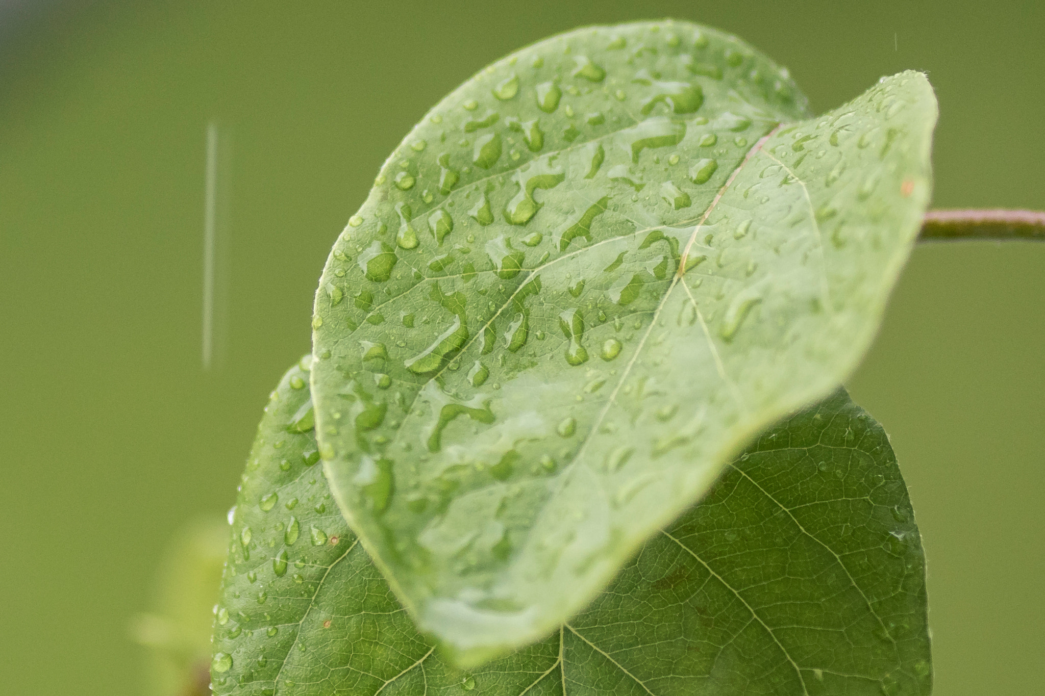 Canon EOS 7D Mark II + Canon EF 135mm F2L USM sample photo. Leaf + rain photography