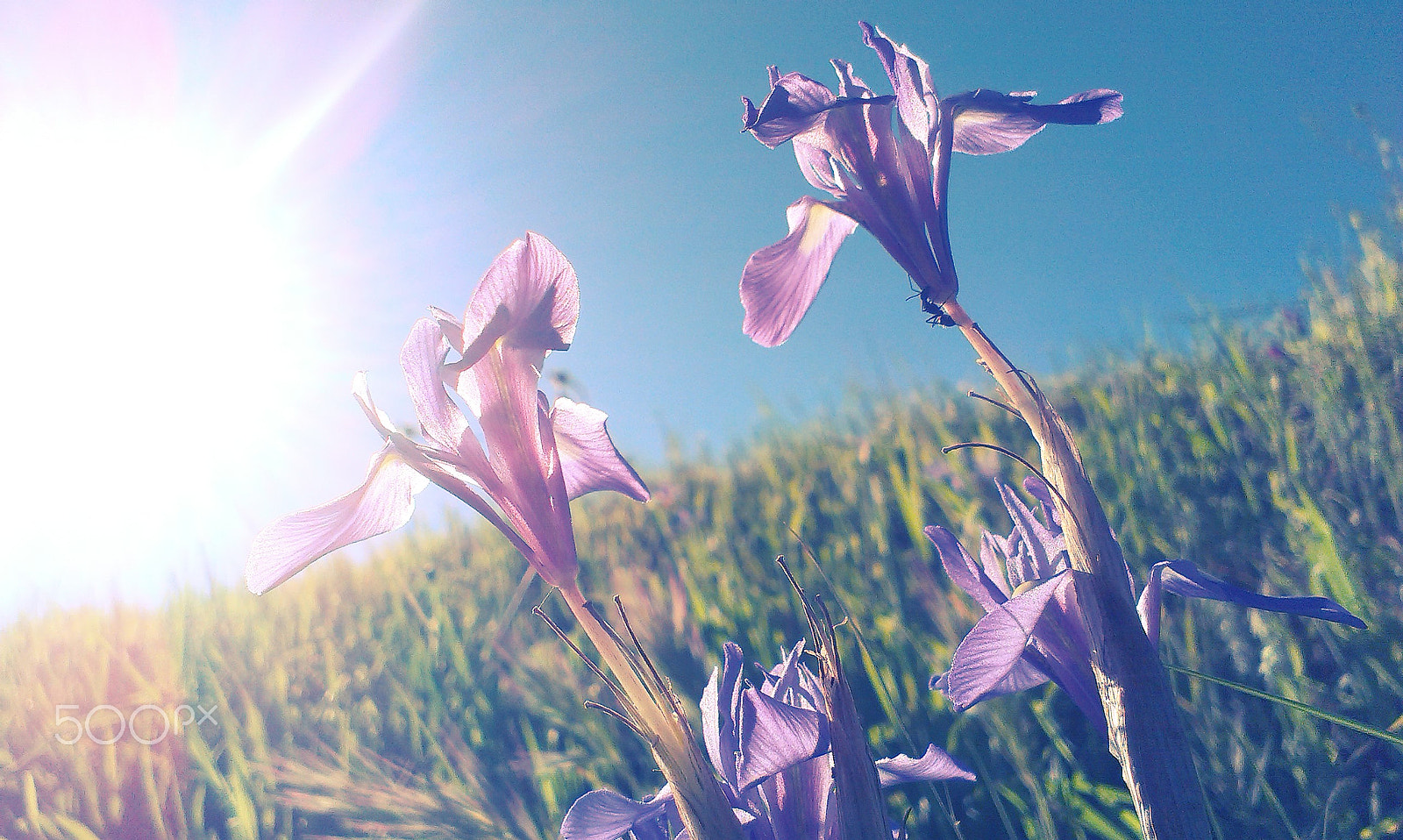 HTC DESIRE X sample photo. Climbing ant photography