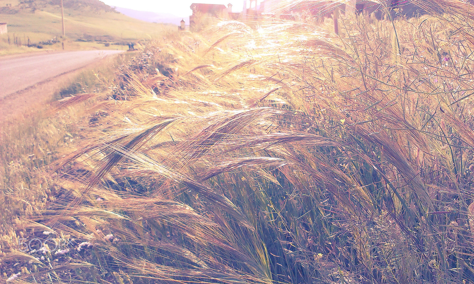 HTC DESIRE X sample photo. Wheat lean photography