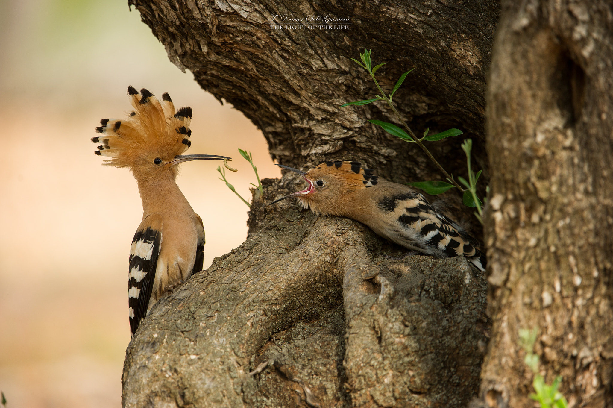 Nikon AF-S Nikkor 200-400mm F4G ED-IF VR sample photo