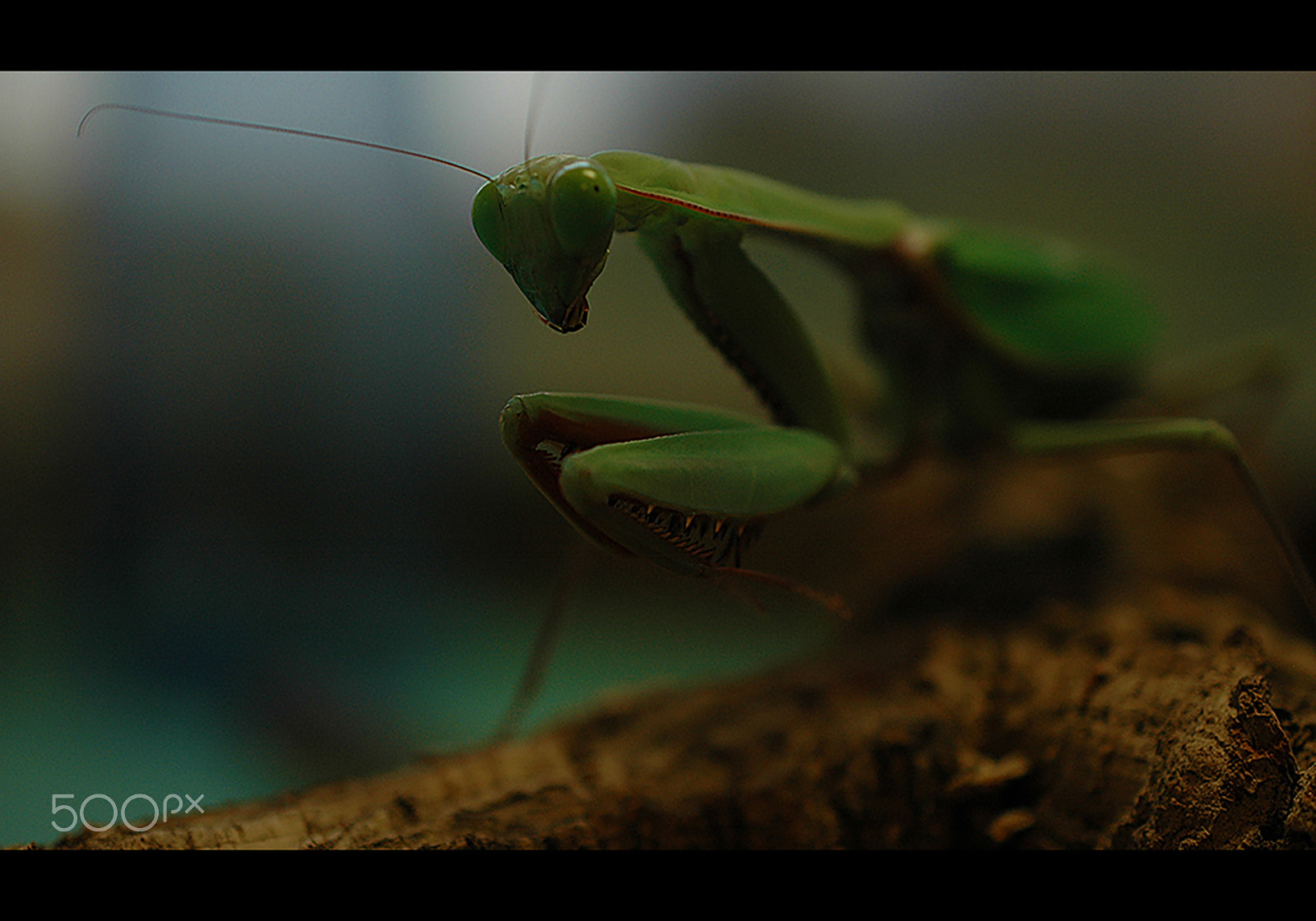 Nikon D70 sample photo. Greensensation photography
