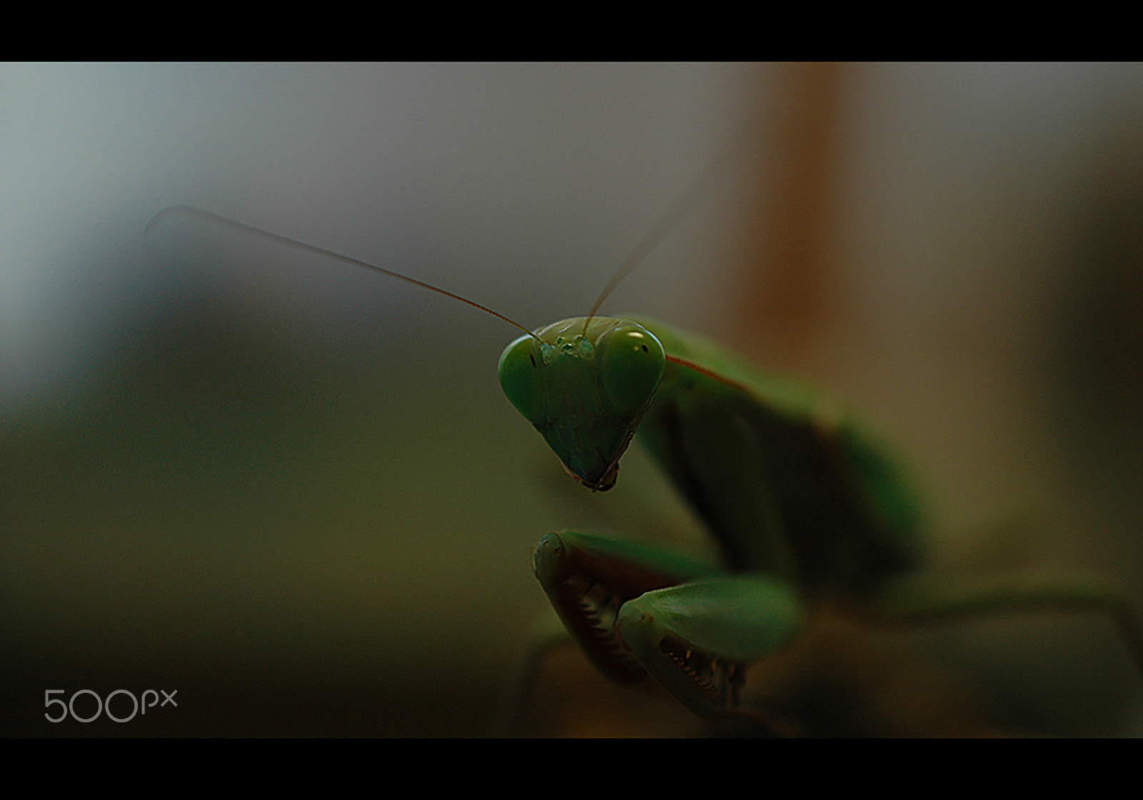Nikon D70 sample photo. Greensensation photography