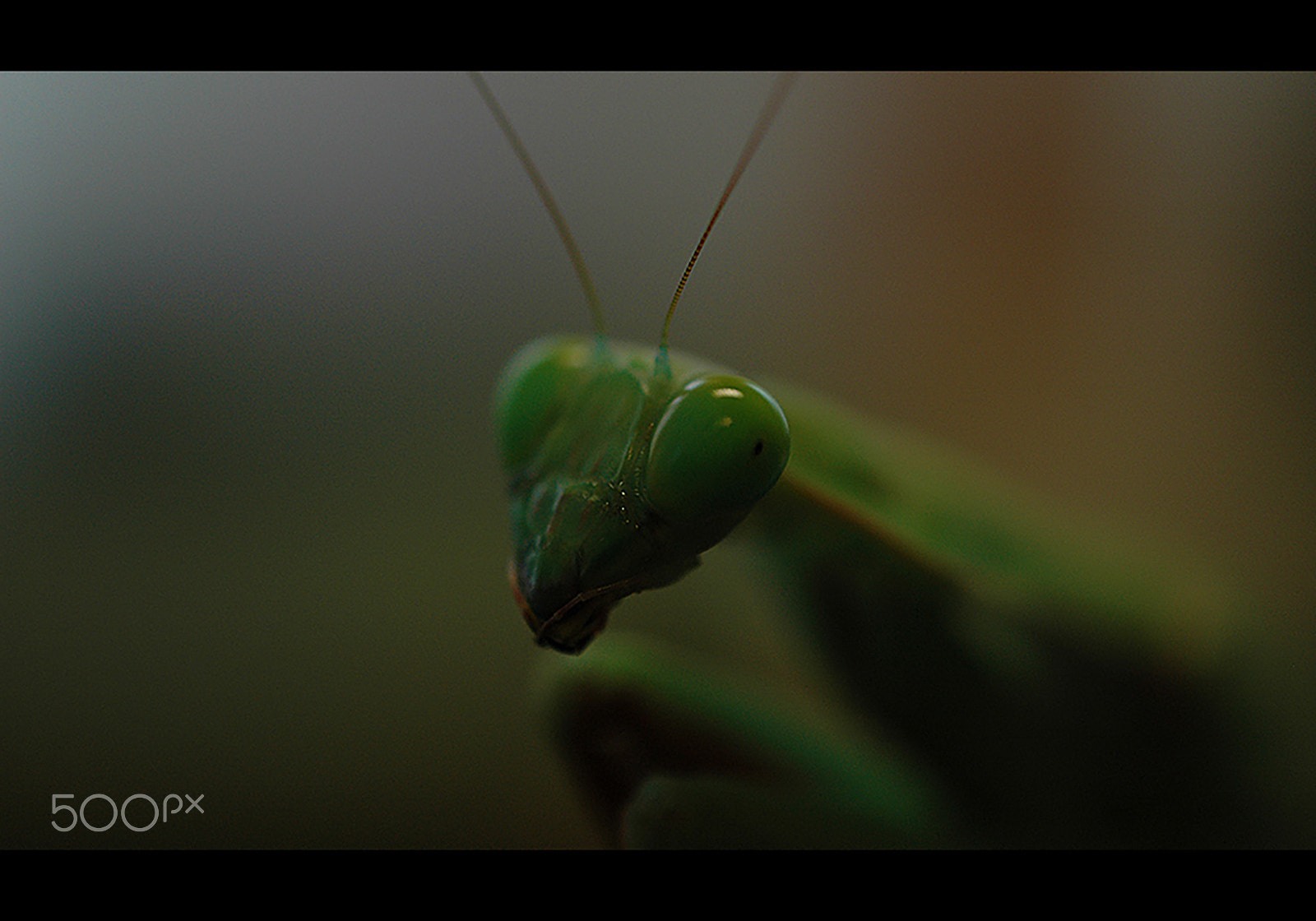 Nikon D70 sample photo. Greensensation photography