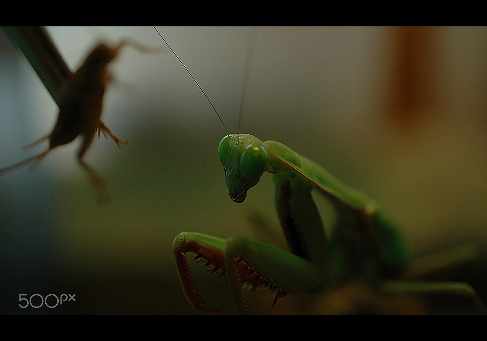 Nikon D70 sample photo. Greensensation photography