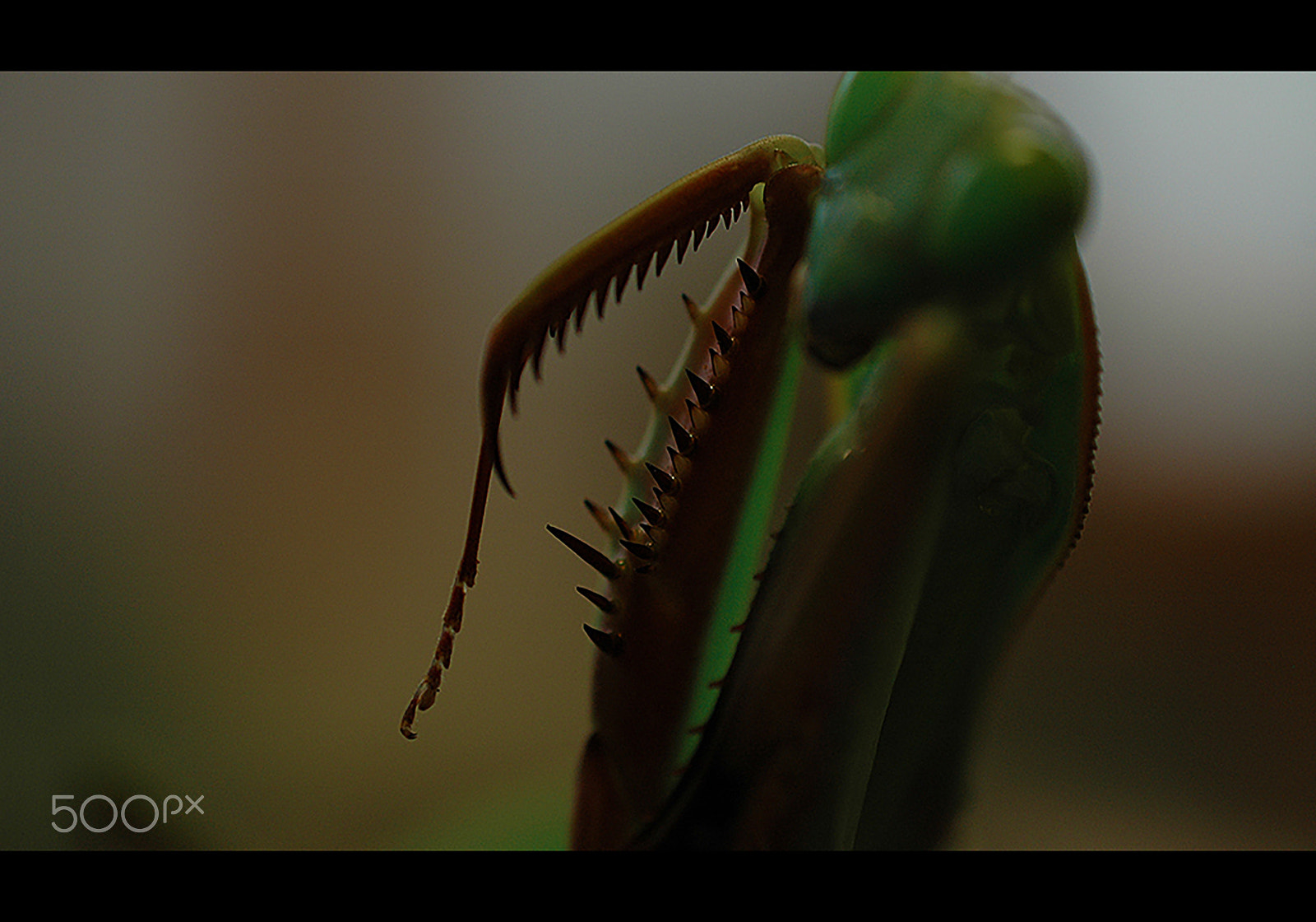 Nikon D70 sample photo. Greensensation photography